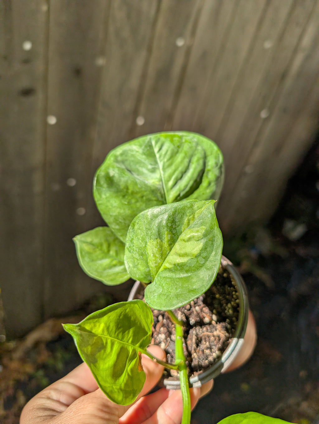 Global Green Pothos image 7