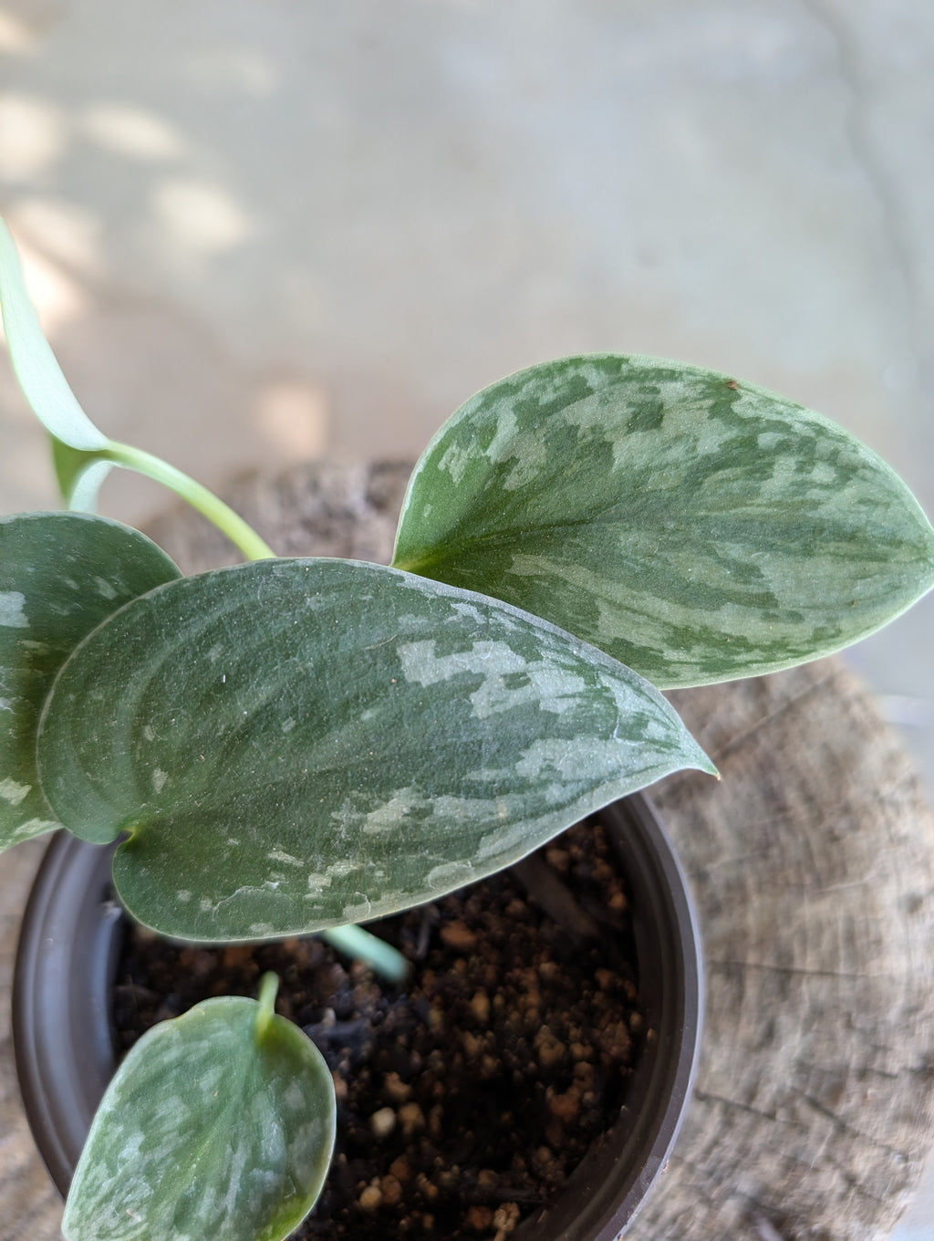 Scindapsus pictus 'argyreaus' image 3