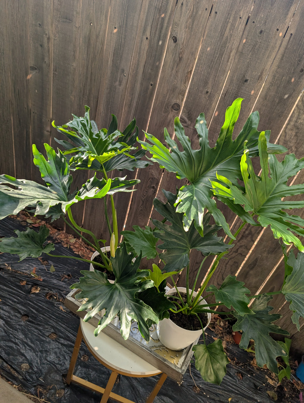 Philodendron 'lickety split' image 7