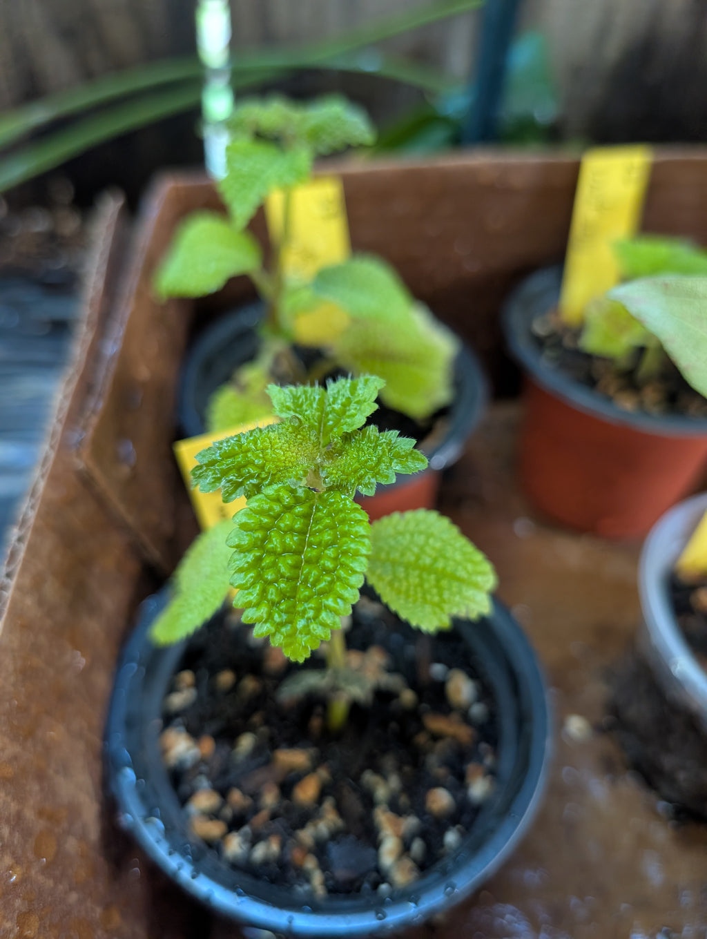 Pilea peperomioides 'moon' starters image 5