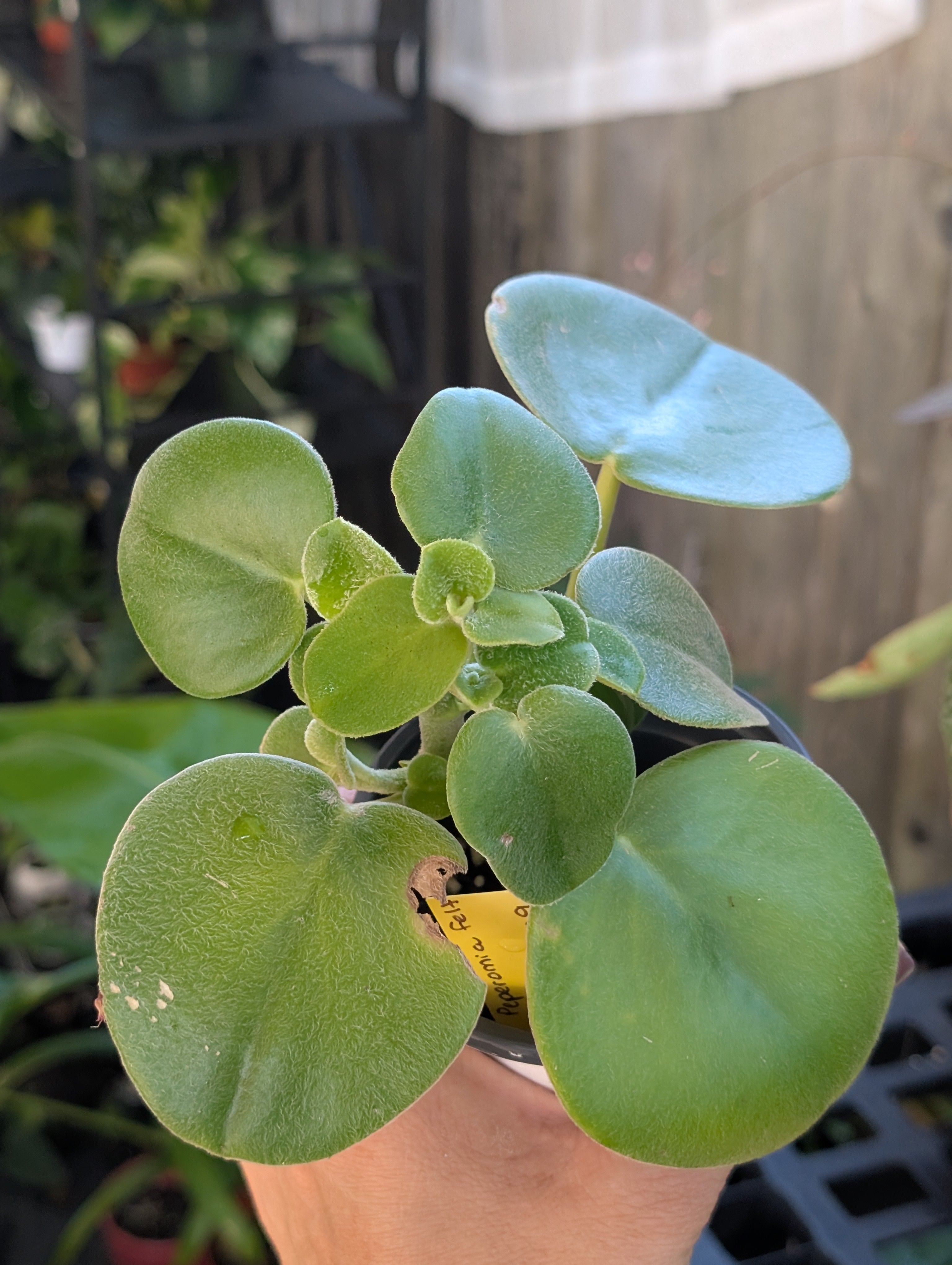 Peperomia 'felt' image 4