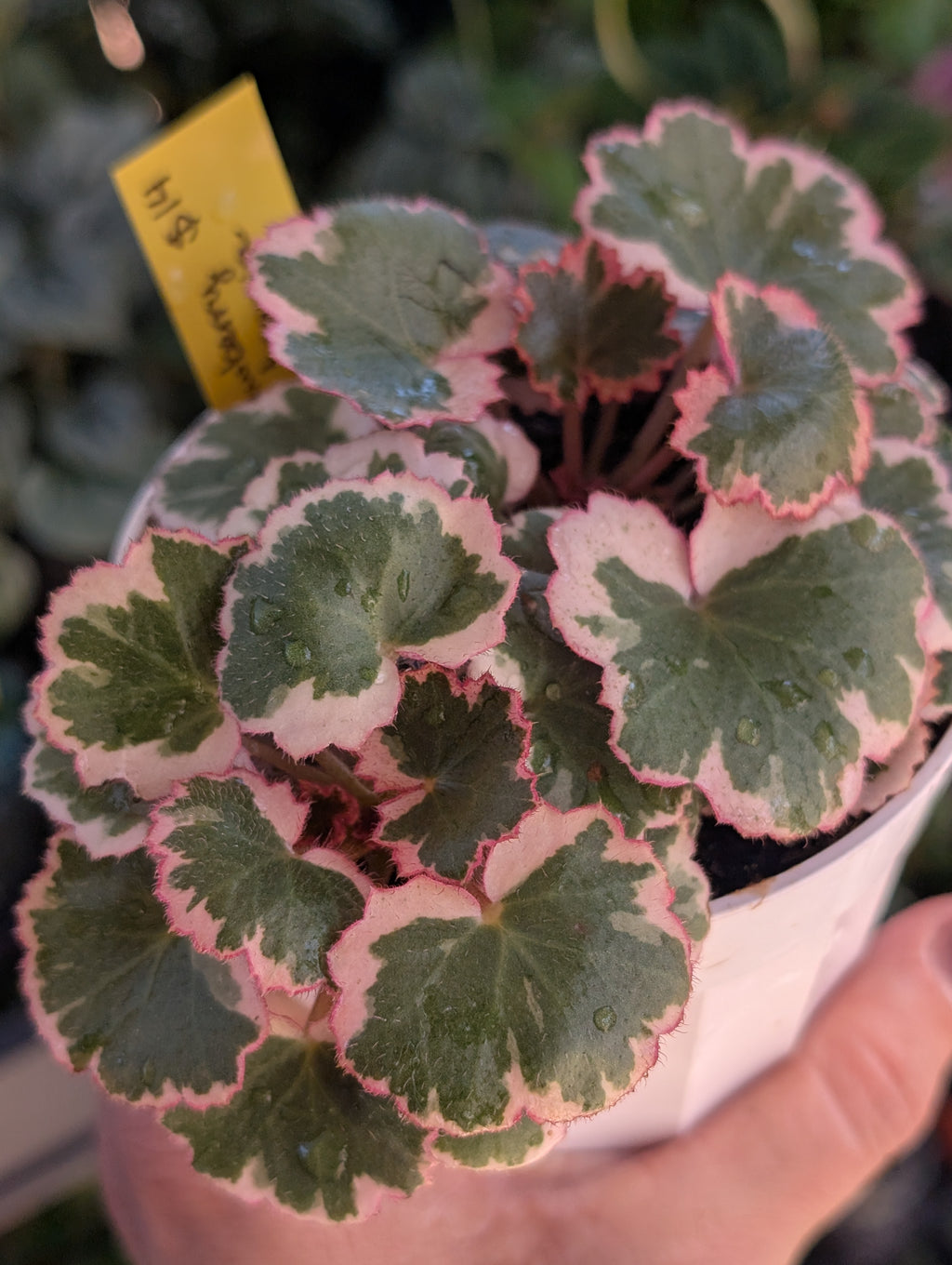 Saxifraga stolonifera variegata image 2