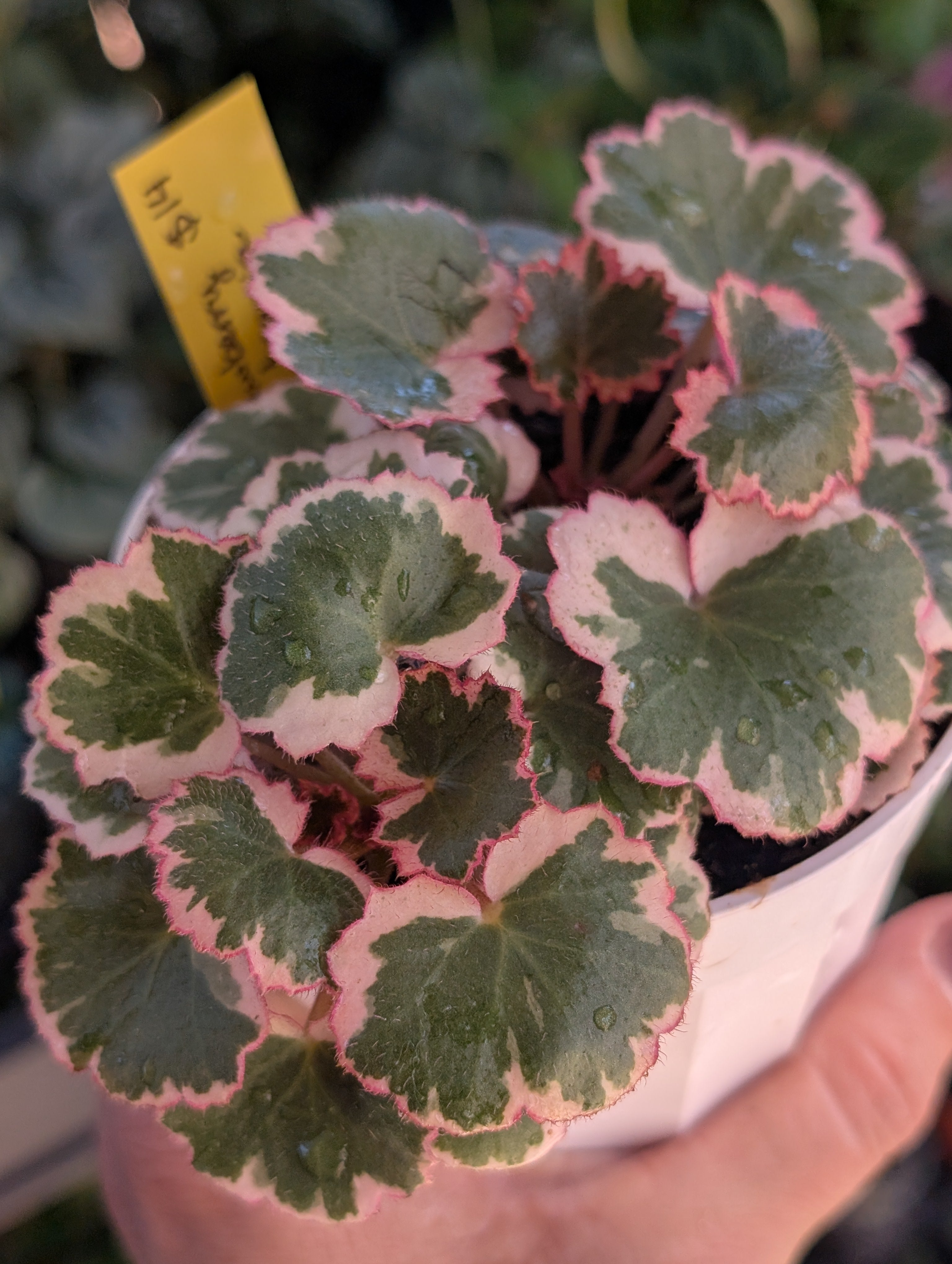 Saxifraga stolonifera variegata image 2