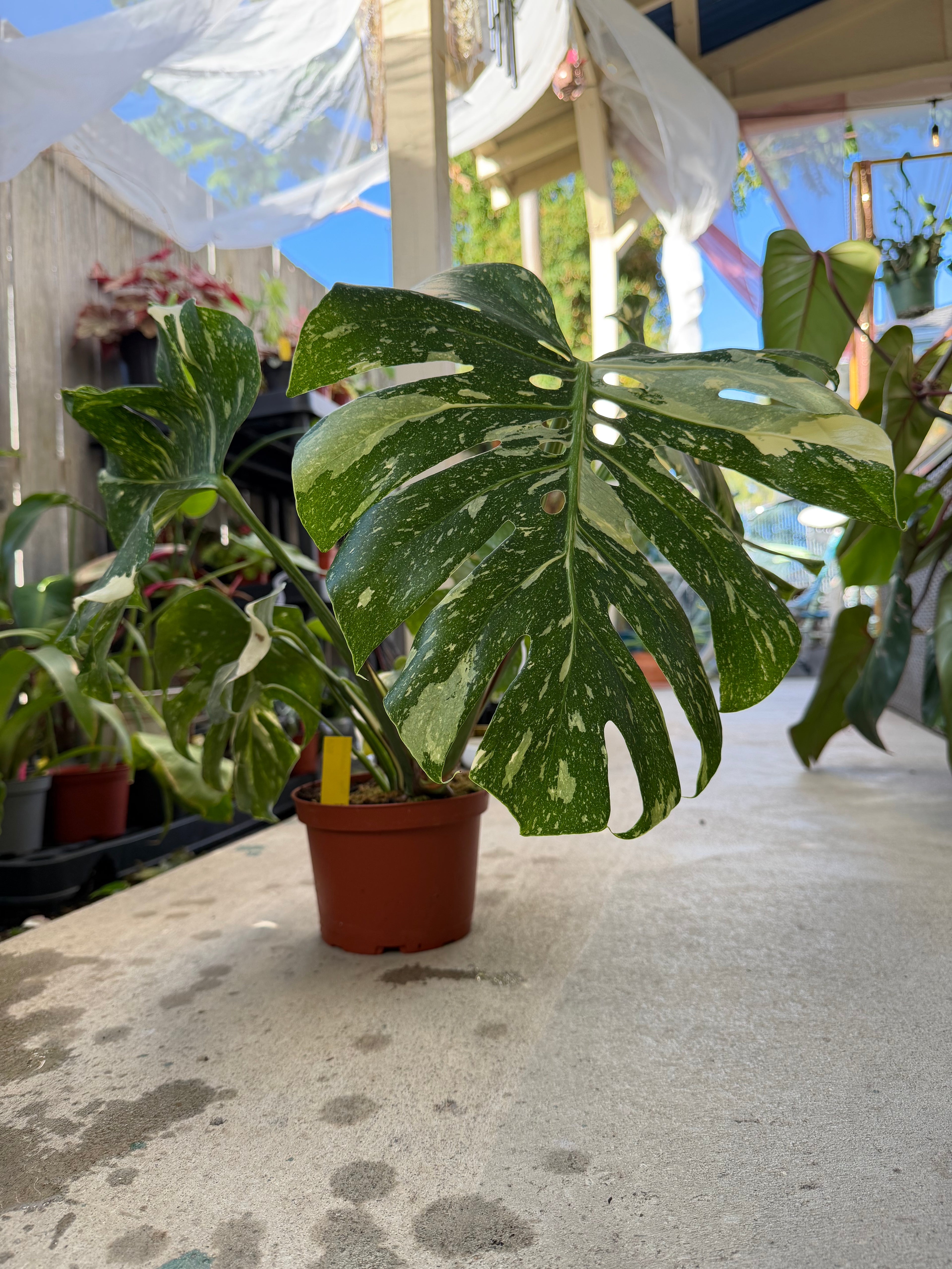 Monstera deliciosa 'Thai Constellation' image 6