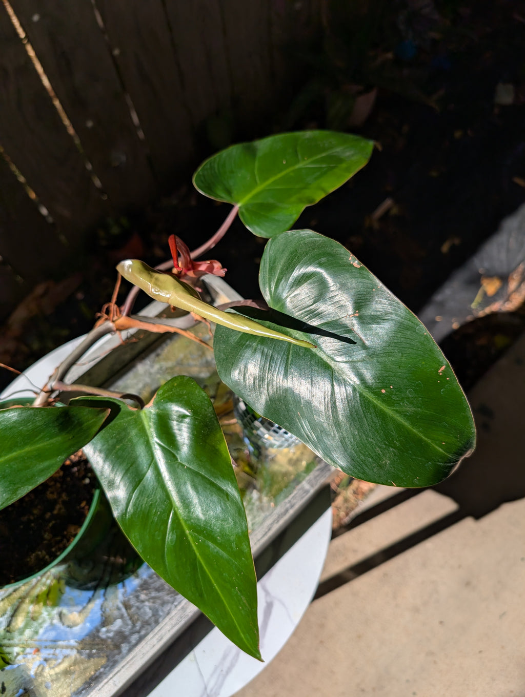 Philodendron 'red emerald' ❣️ image 9