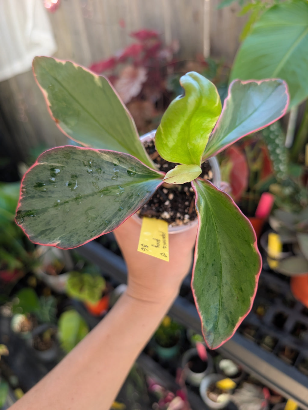 Peperomia ginny 'pink white and green' image 11