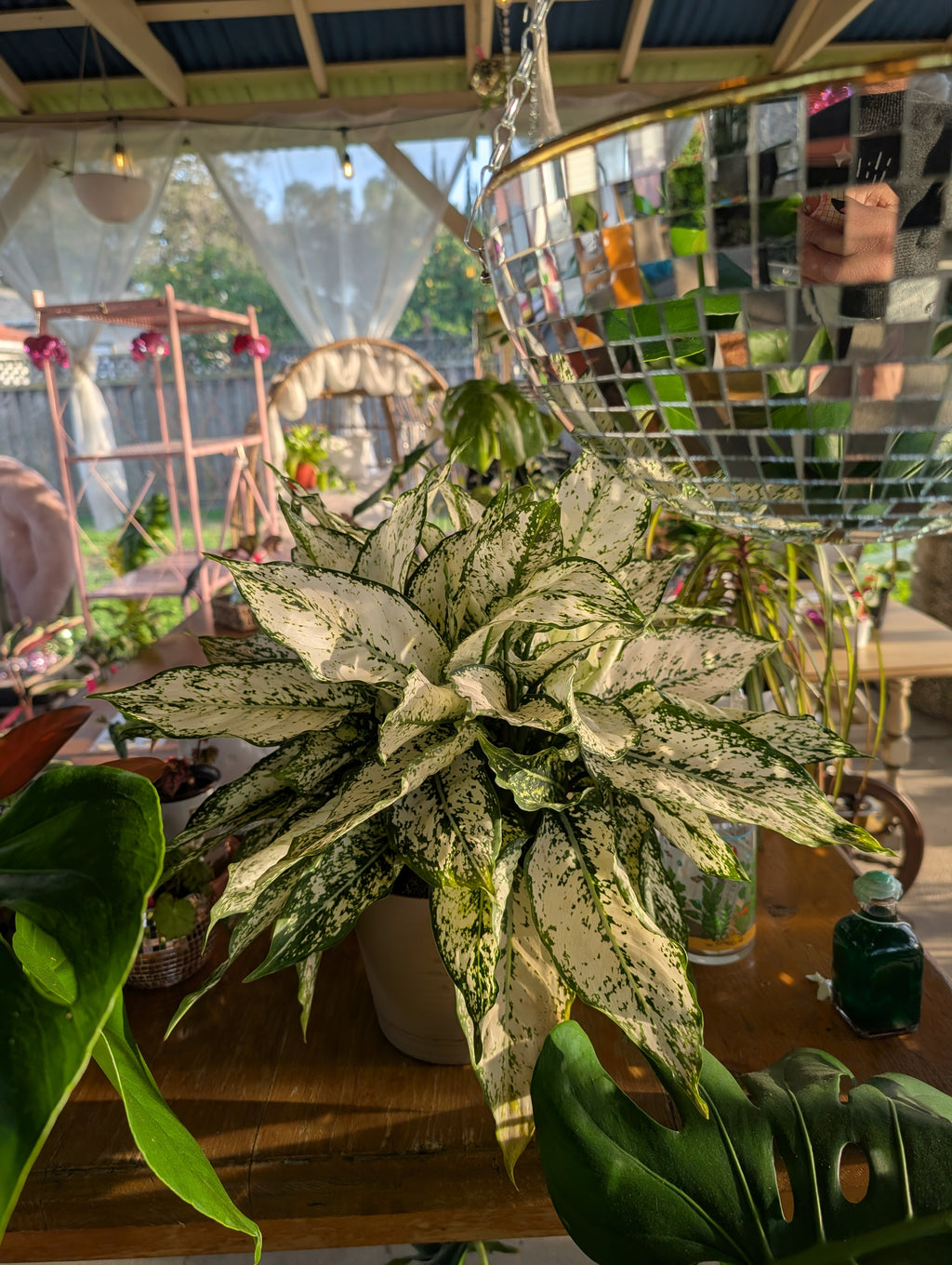 Aglaonema 'First Diamond' image 2