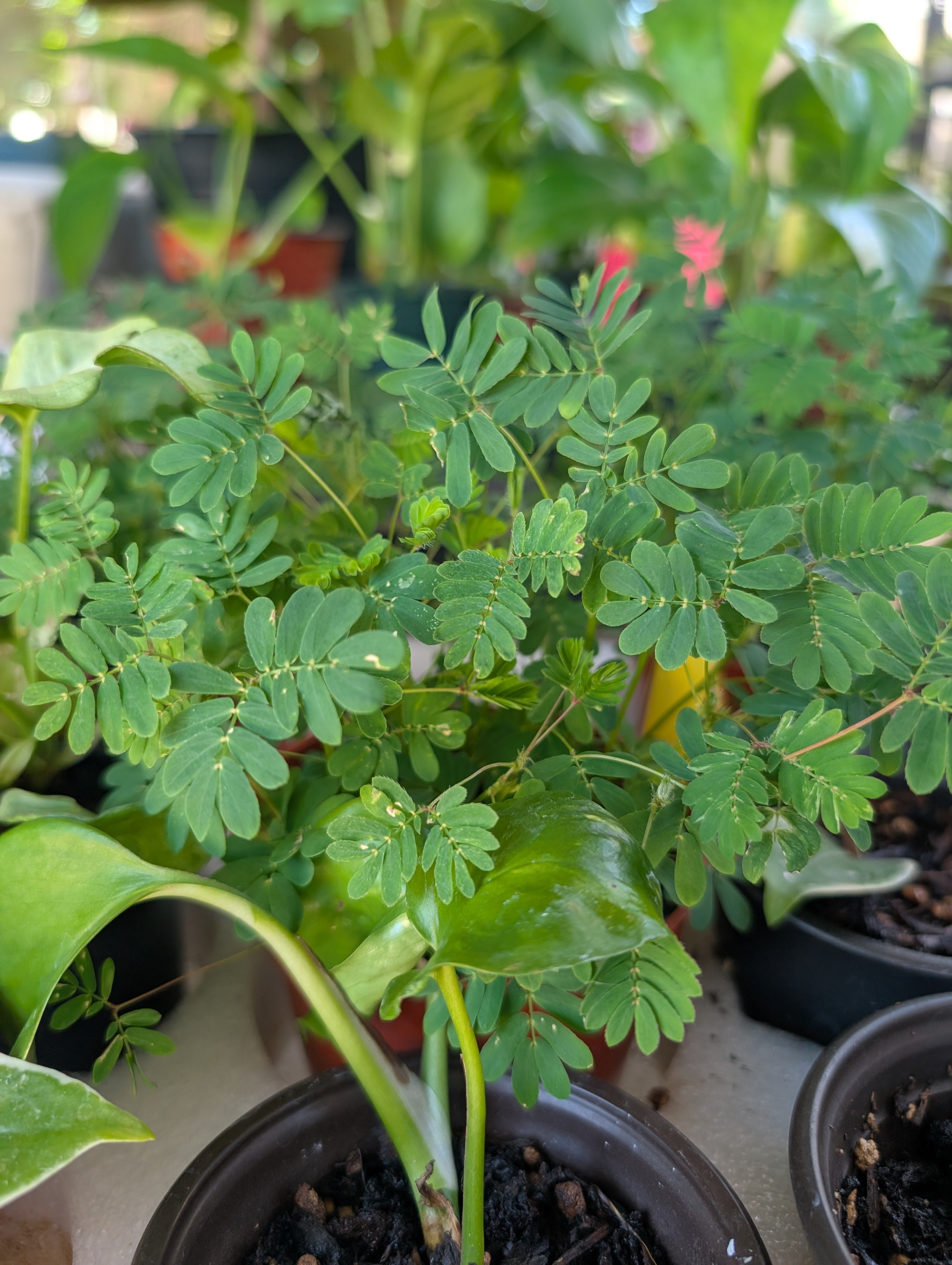 Mimosa pudica 'sensitive plant' image 5