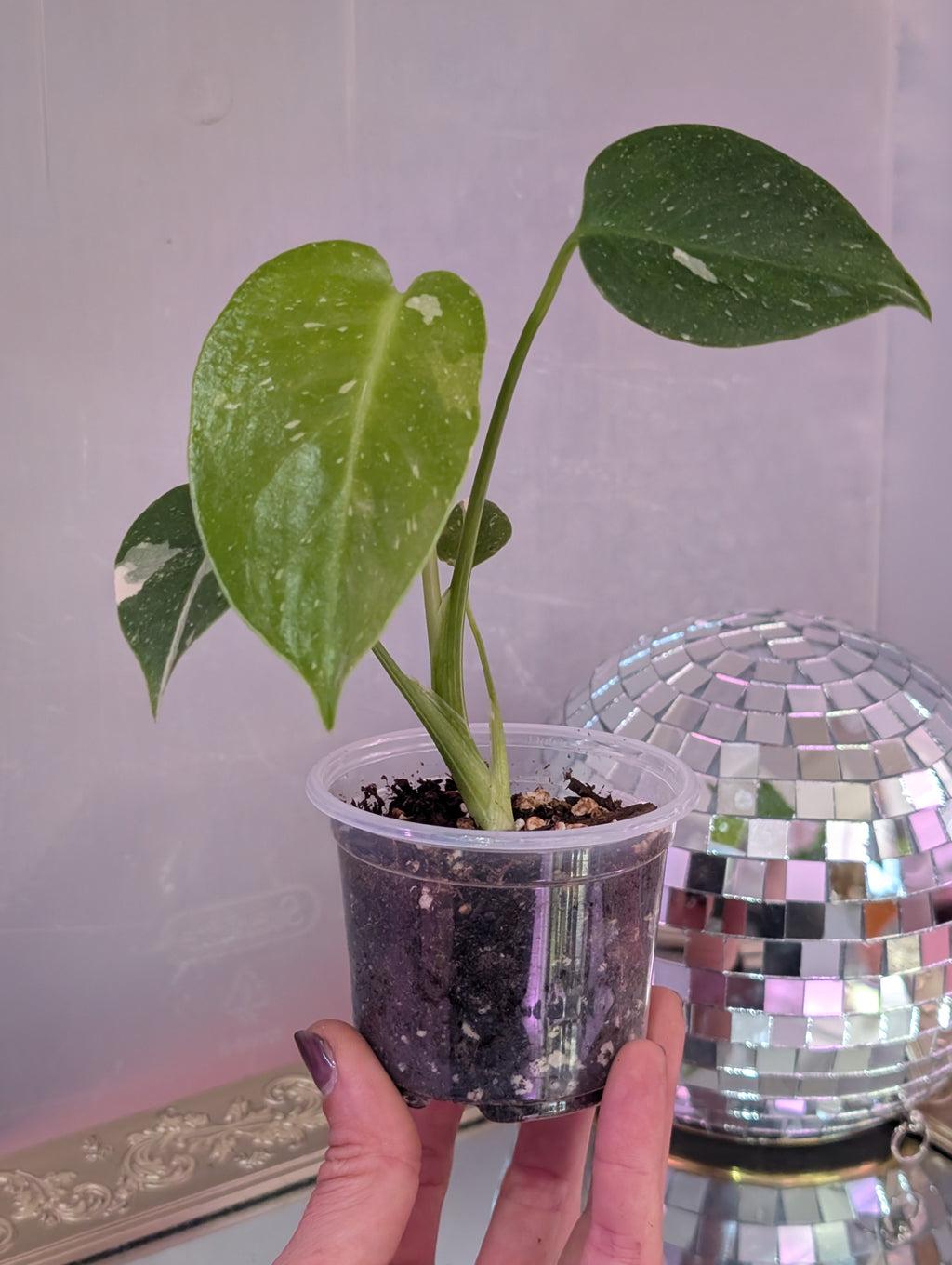 Monstera deliciosa 'Thai Constellation' image 2