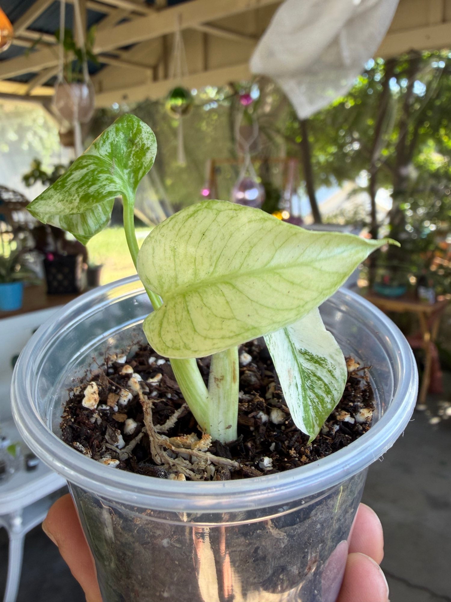 Monstera deliciosa ‘White Monster’ image 0