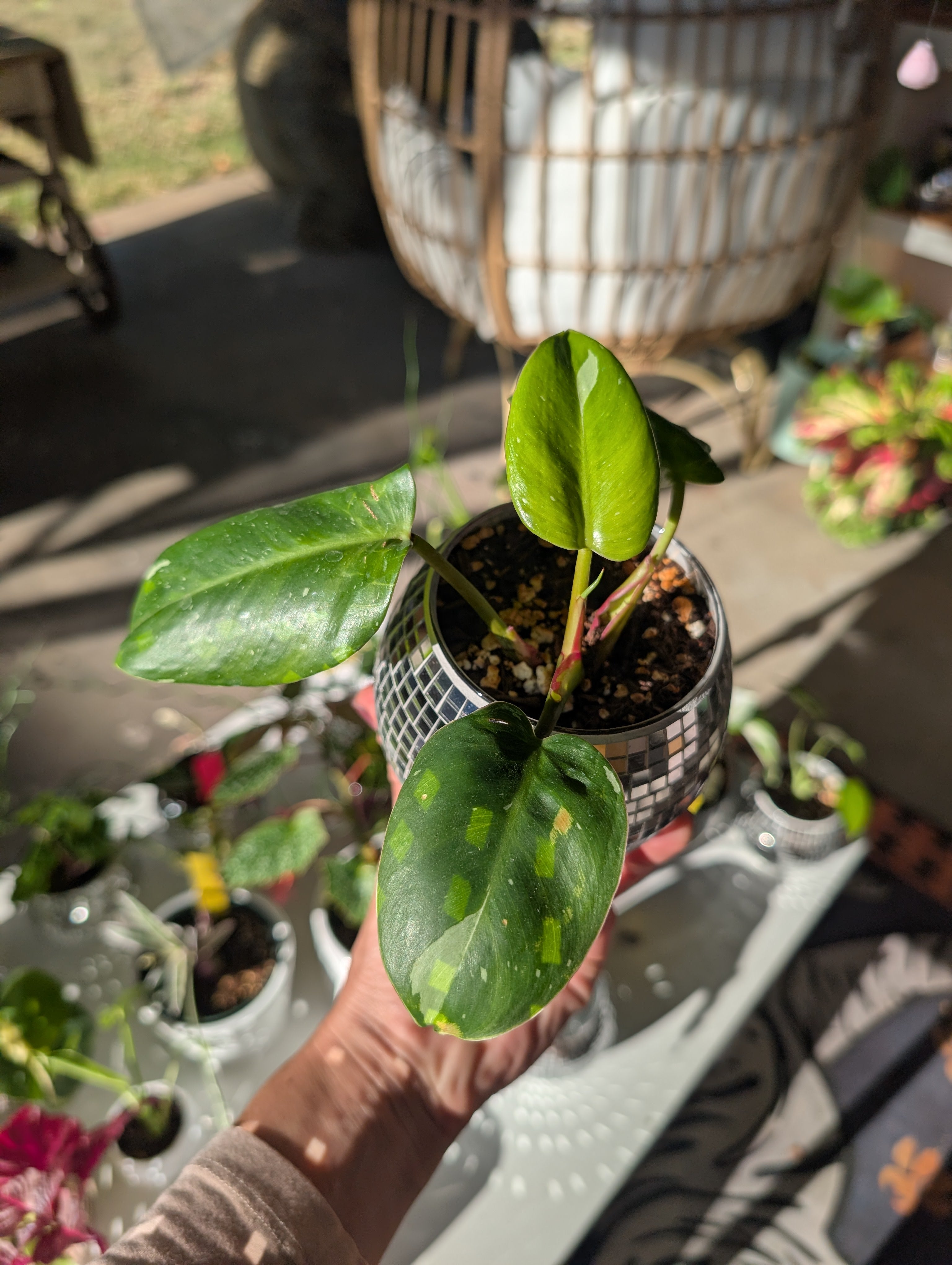 Philodendron erubescens 'white princess' in 4" Disco mirrored vase image 1