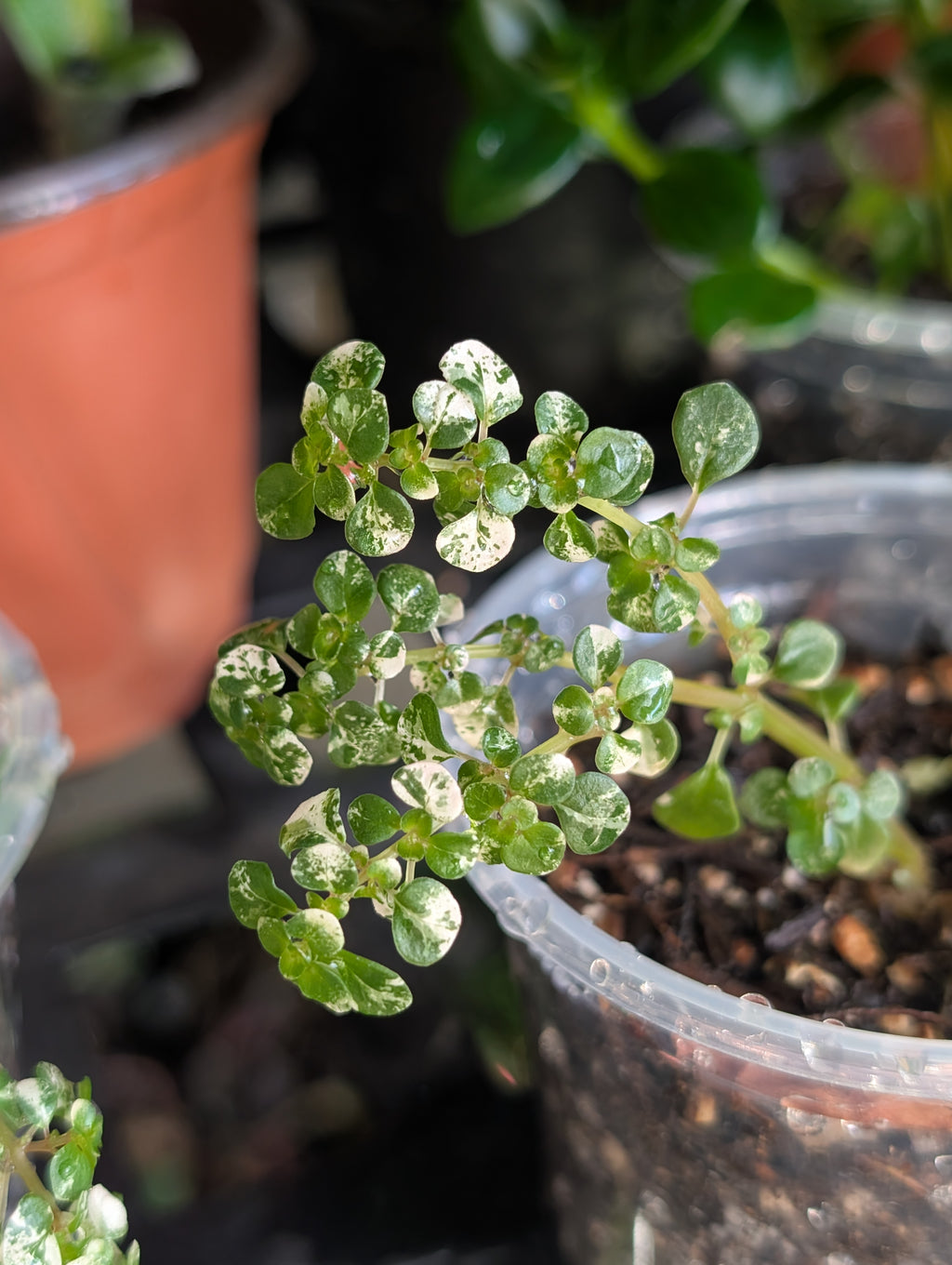 Pilea microphylla image 4