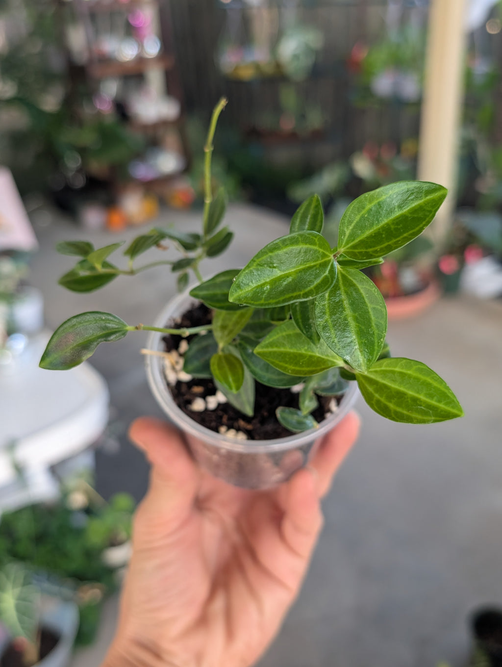 Peperomia Beetle (3" Pot) image 3