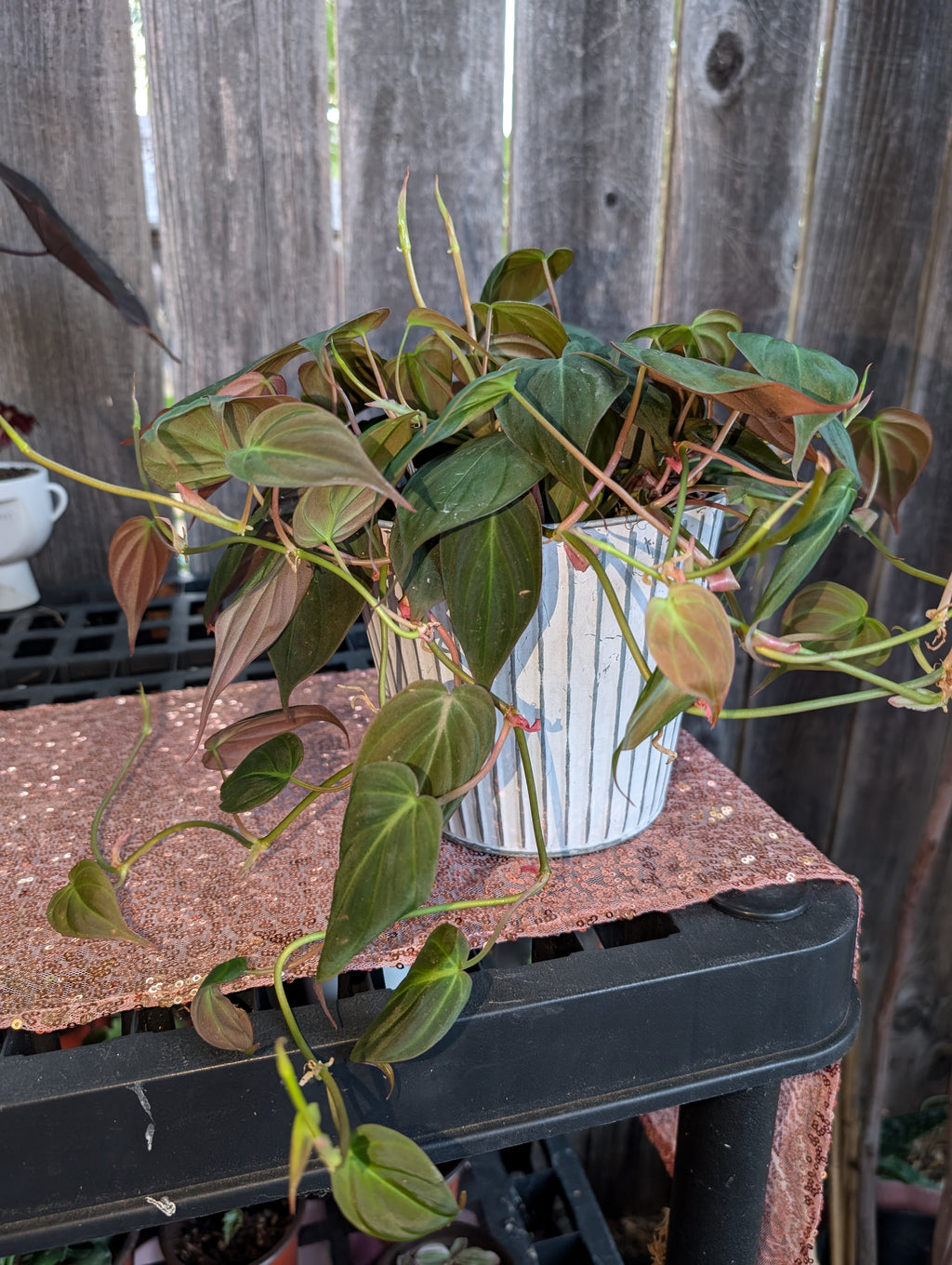 Philodendron hederaceum micans image 5