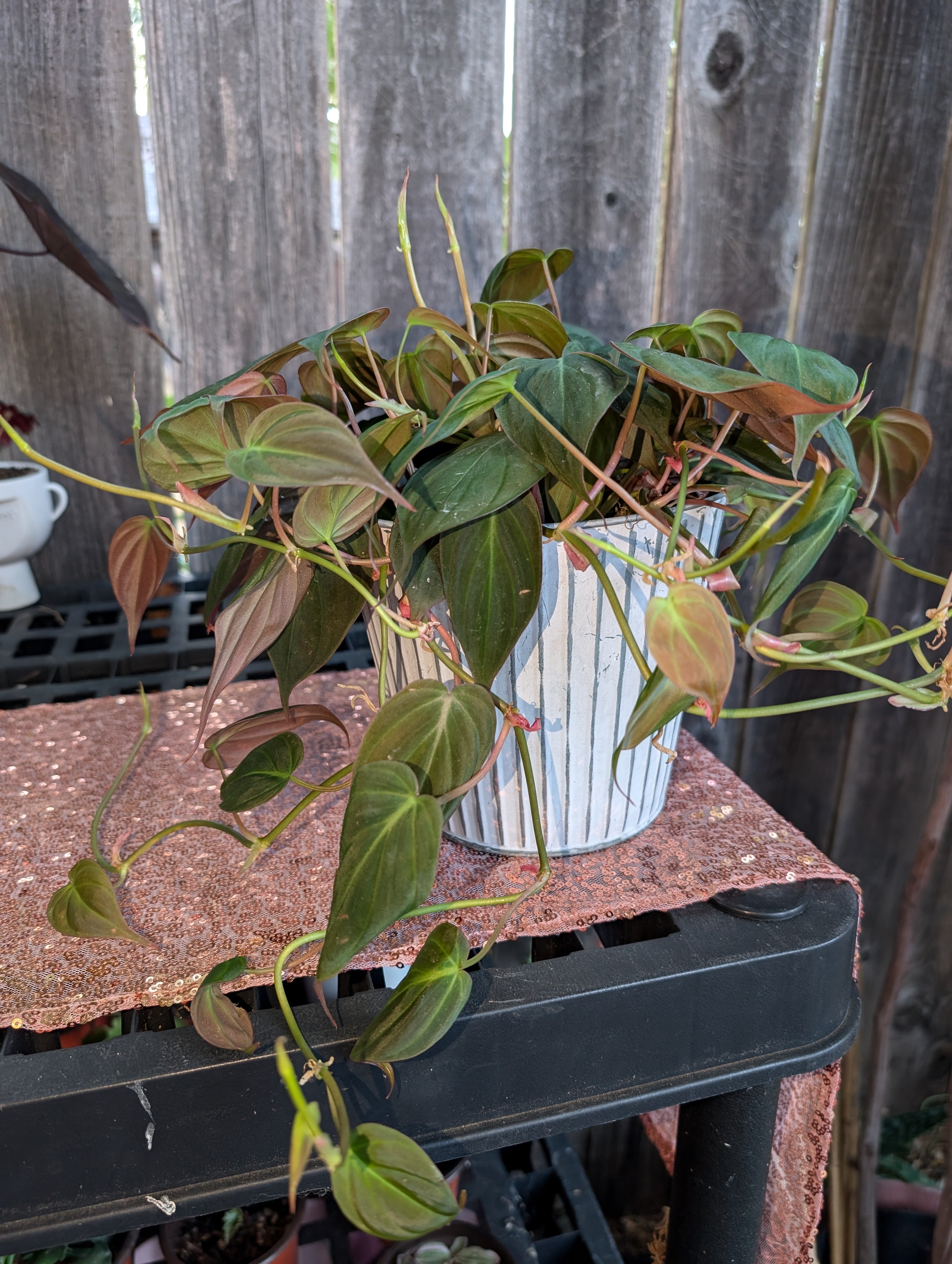 Philodendron hederaceum micans image 5