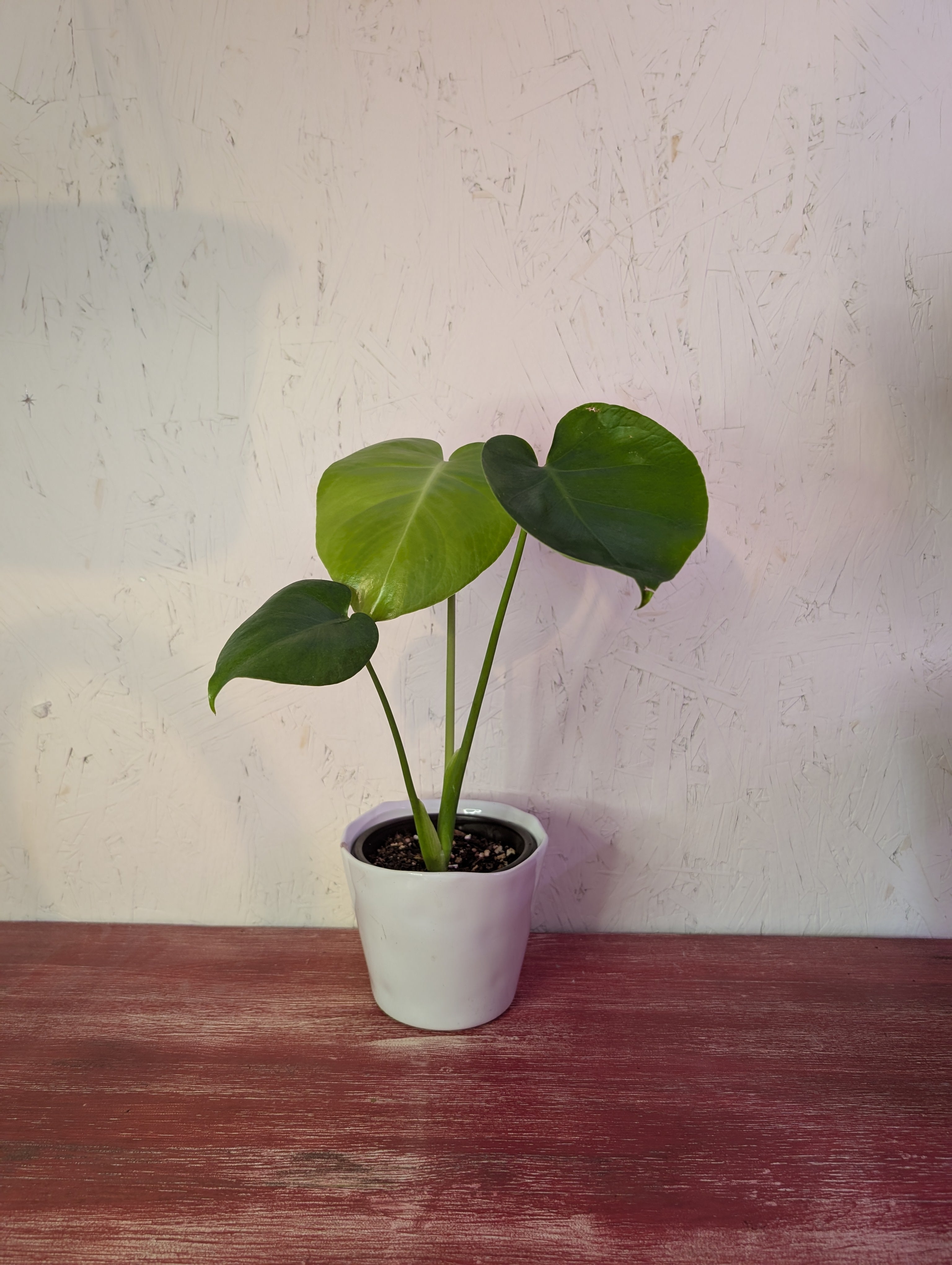 Monstera deliciosa image 2