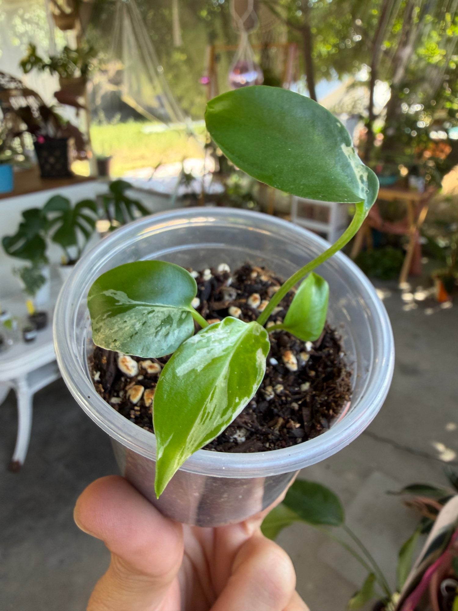 Monstera deliciosa 'Bulbasaur' Plantet image 5