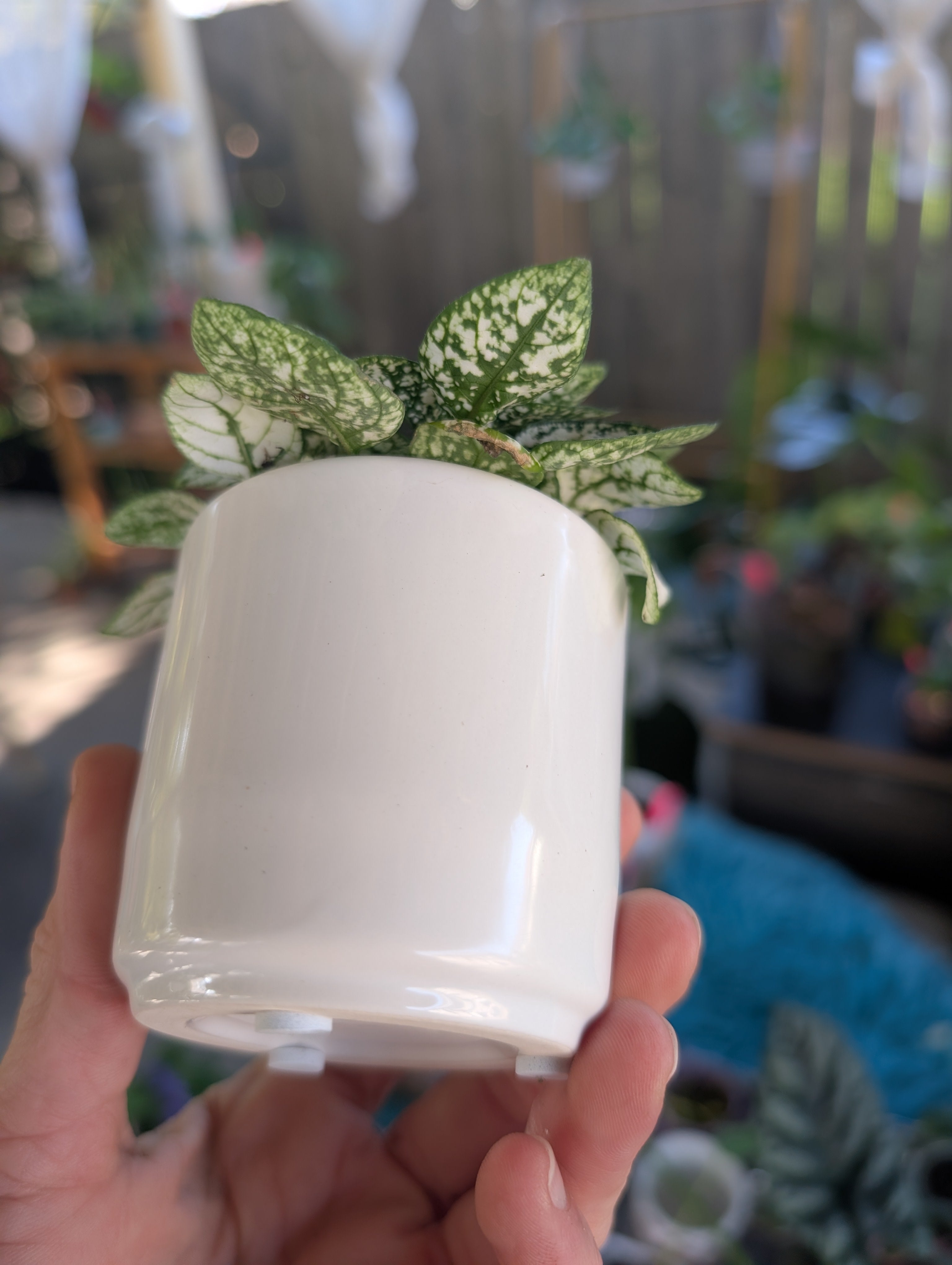 Polkadot Splash Plant image 5