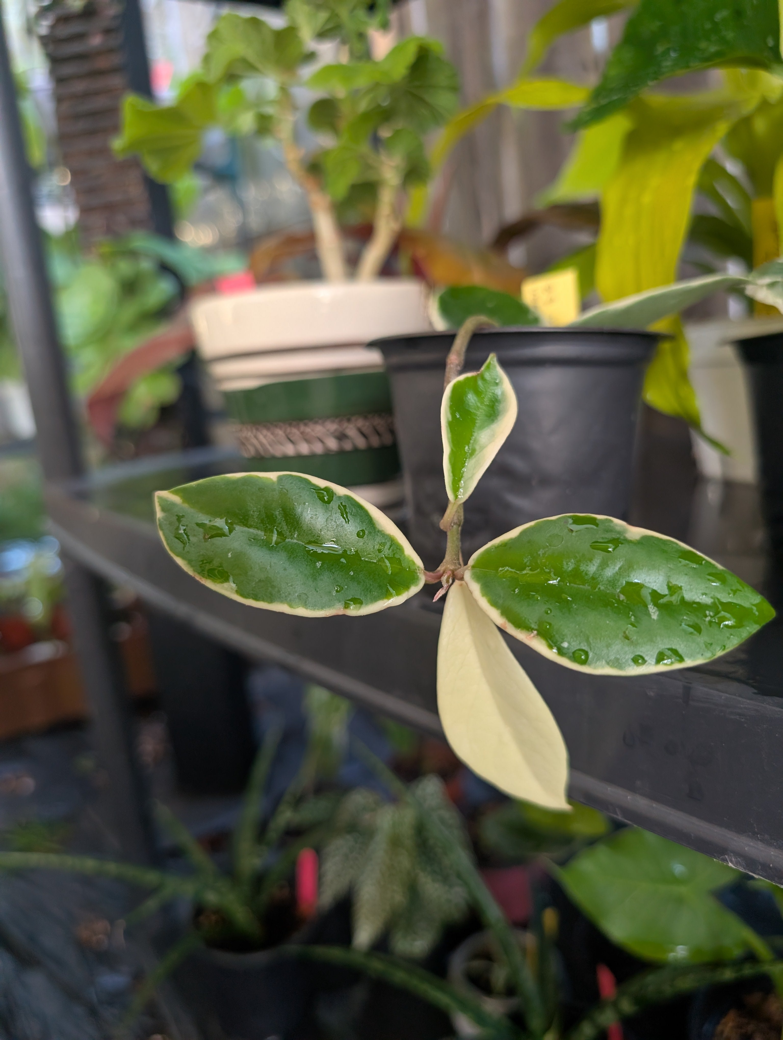 Hoya carnosa 'krimson queen' variegated image 3