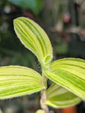 Tradescantia velvet stripe image 0