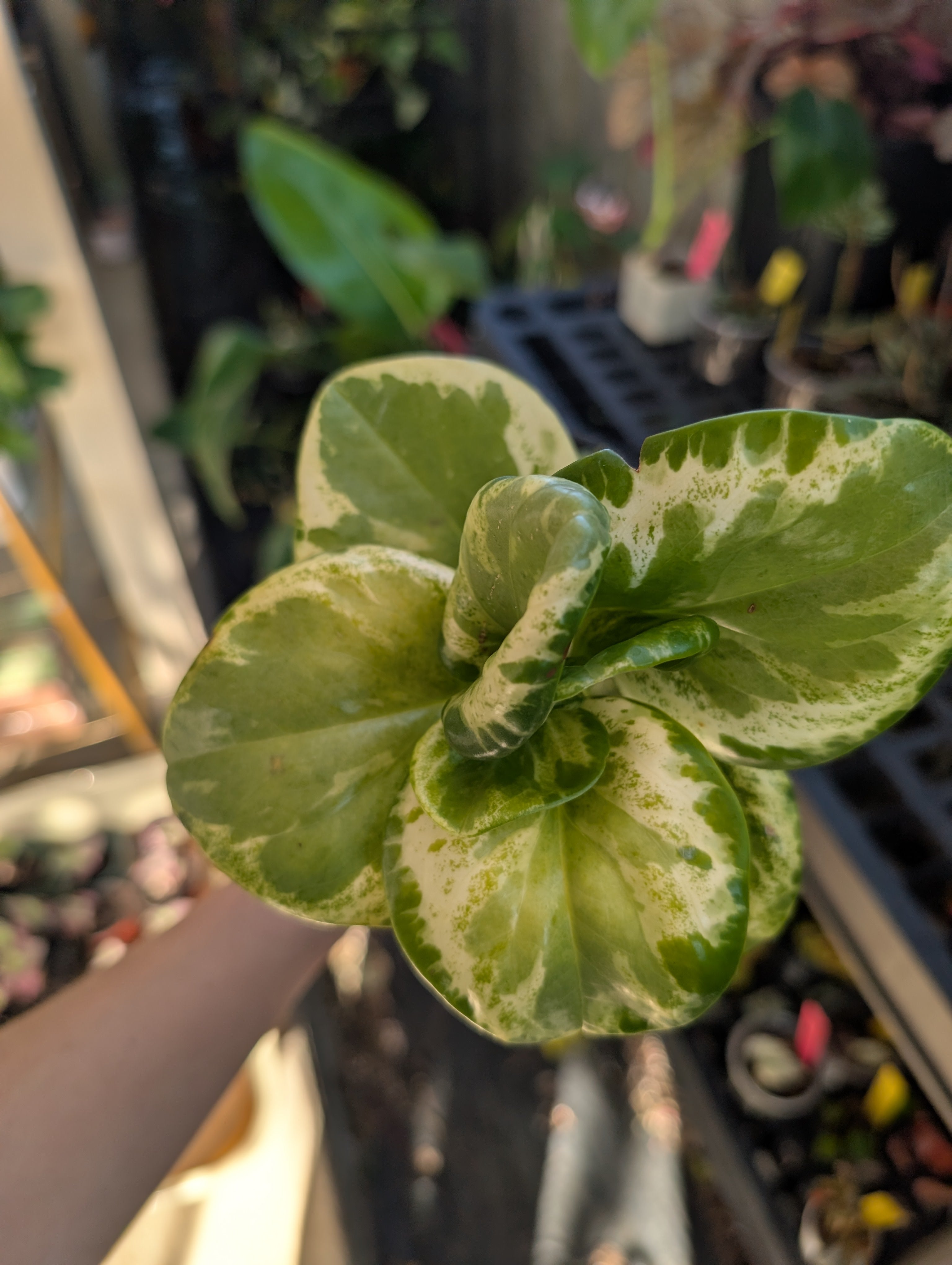 Peperomia 'golden gate' image 2