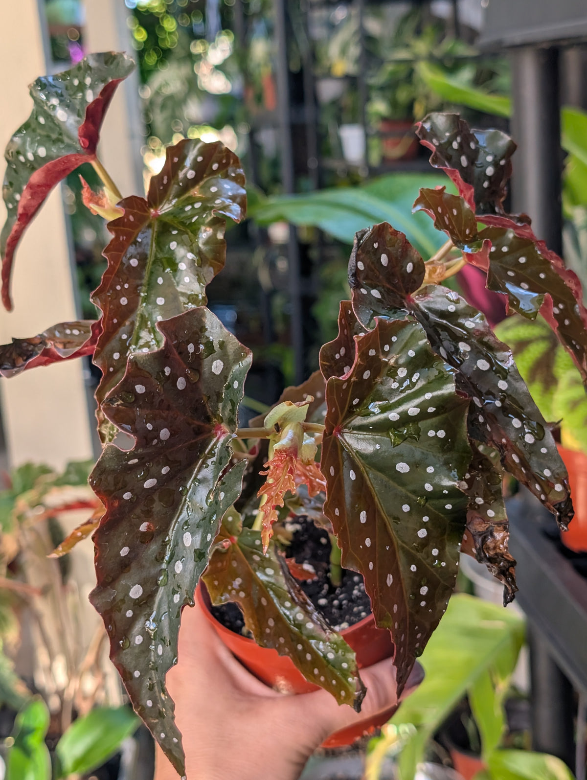 Begonia 'black forest' image 2