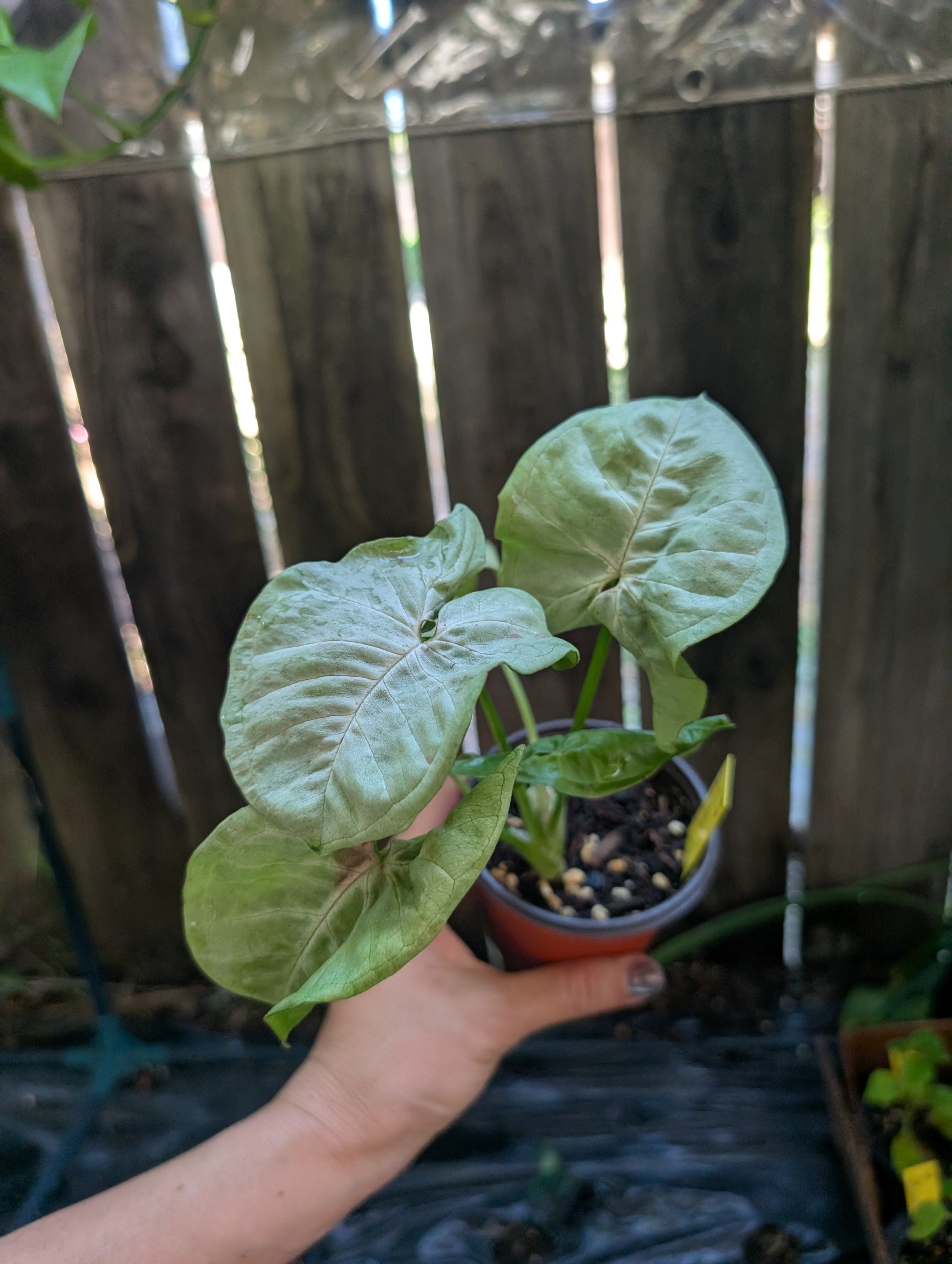 Syngonium podophyllum 'milk confetti' image 4