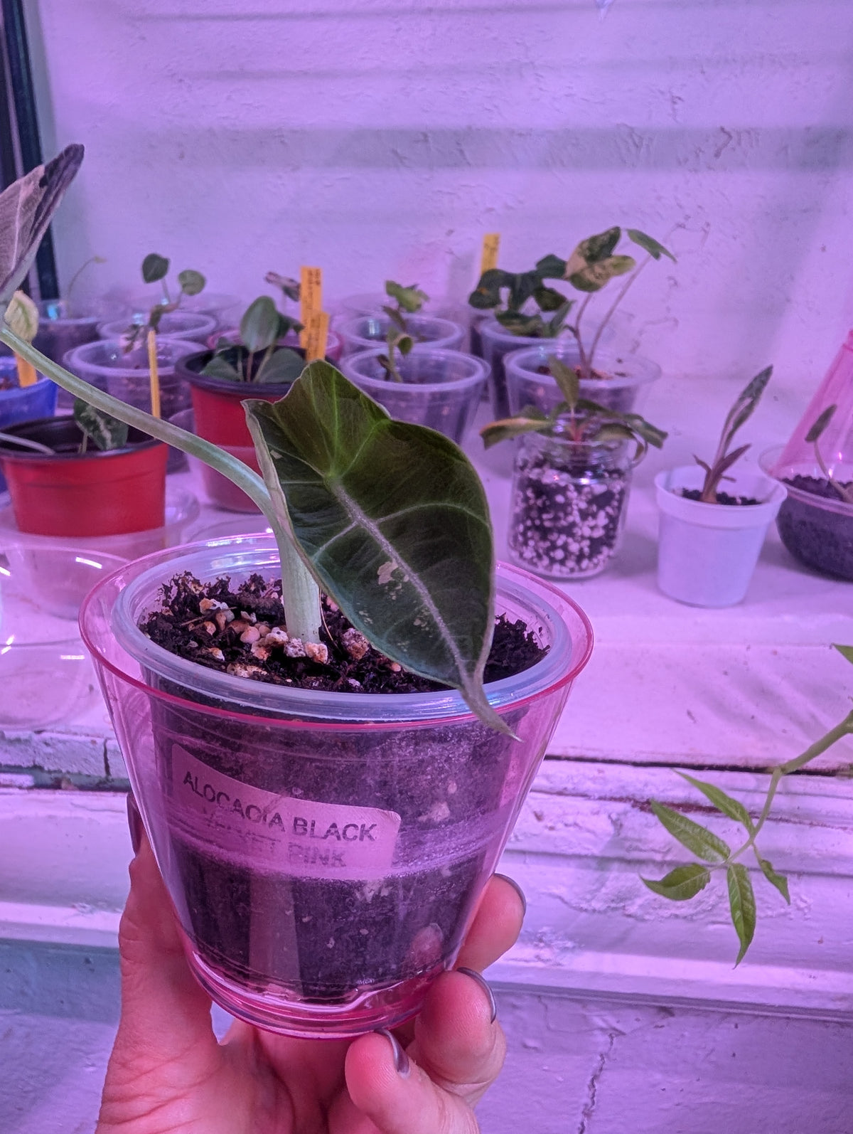 Alocasia reginula 'black velvet pink' image 4