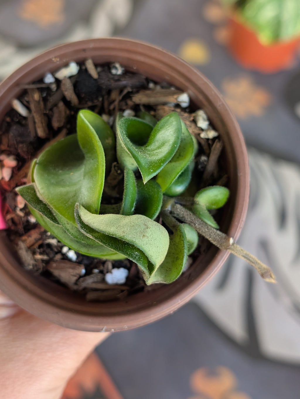 Hoya Compacta Hindu Rope  image 3