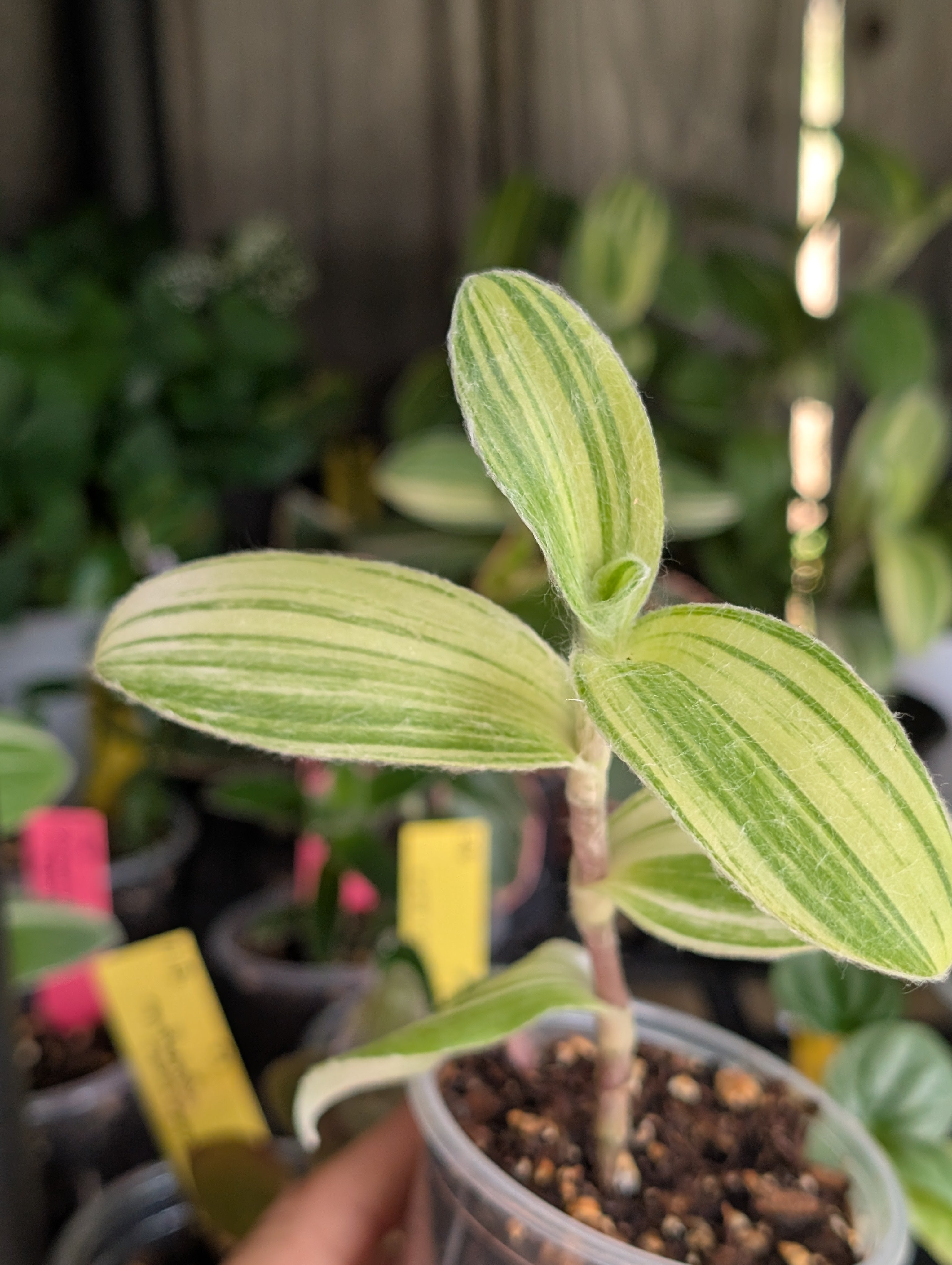 Tradescantia velvet stripe image 4