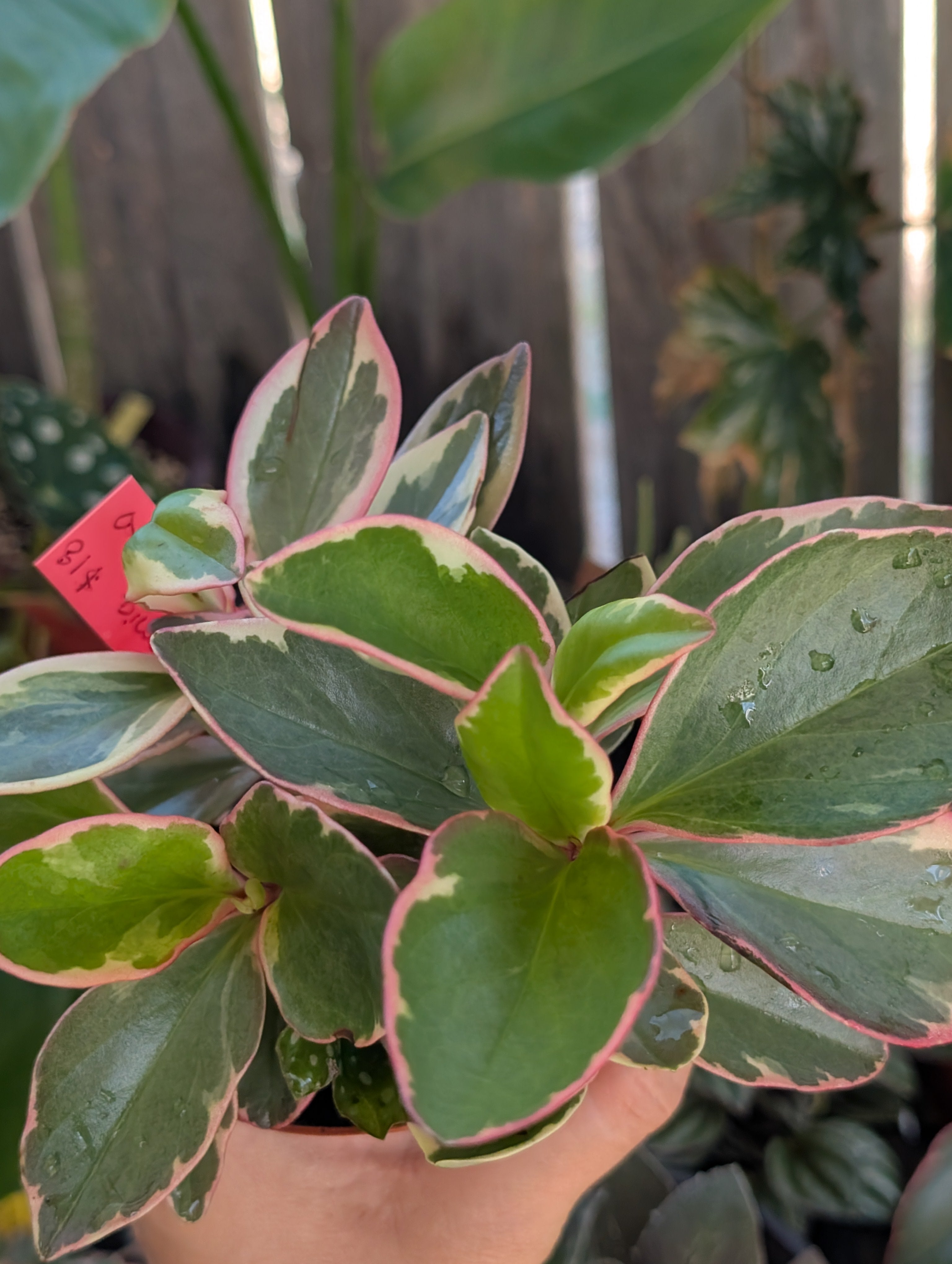 Peperomia ginny 'pink white and green' image 4