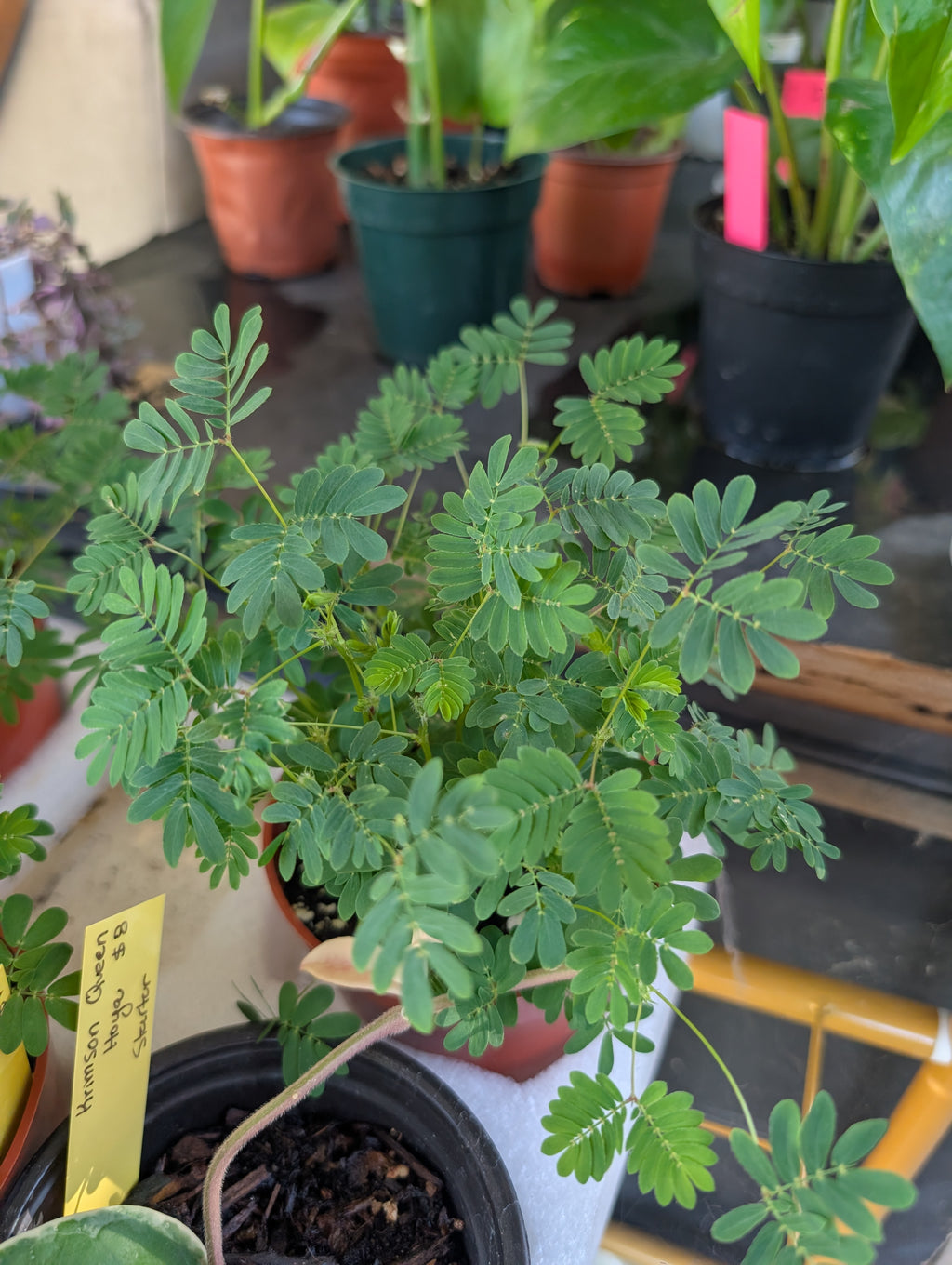 Mimosa pudica 'sensitive plant' image 4