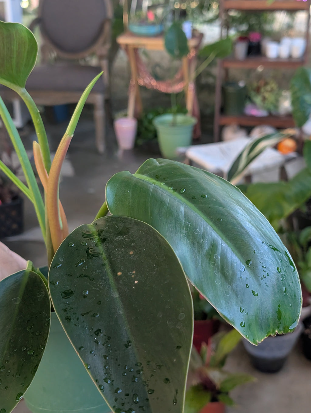 Philodendron 'green congo' image 1