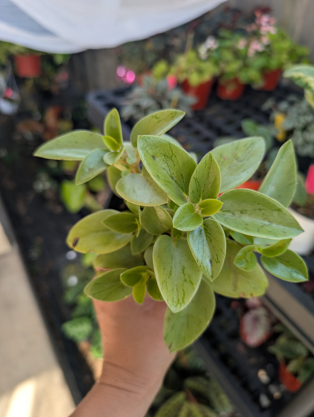 Peperomia Pixie (4" Pot) image 0