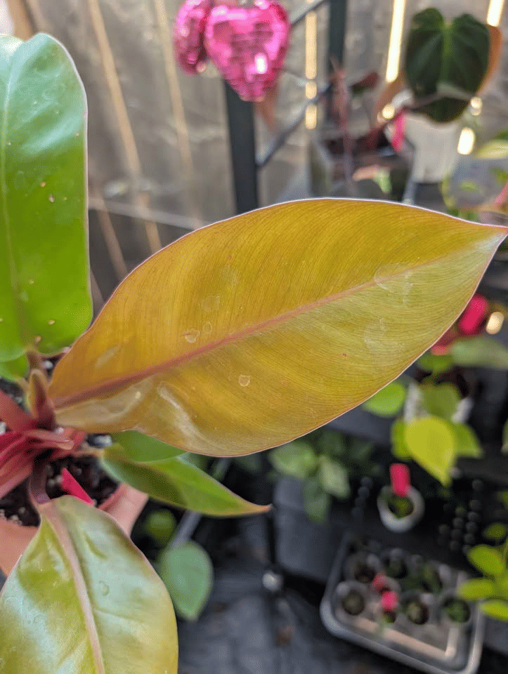 Philodendron Prince of Orange 🧡 image 2
