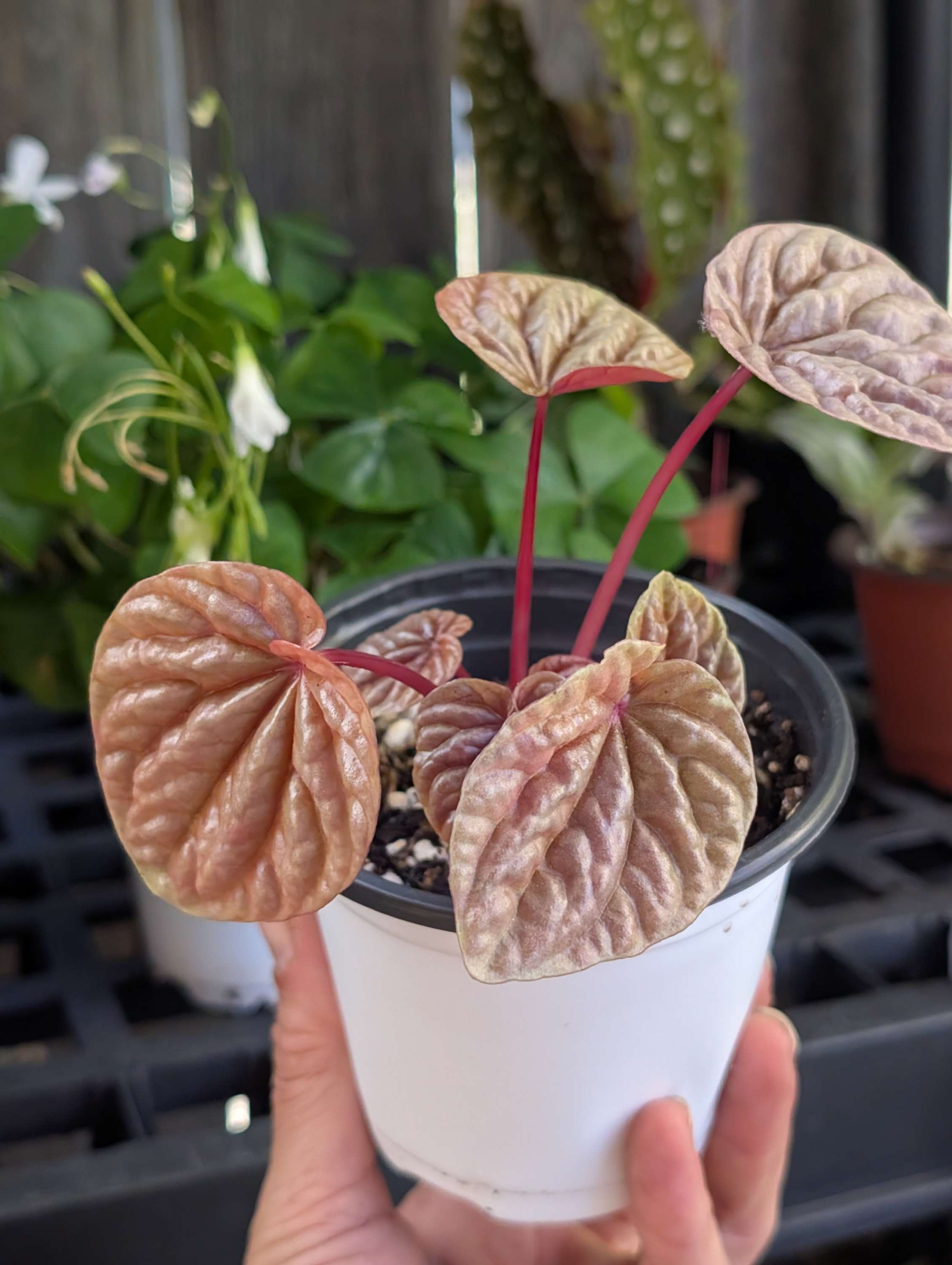 Peperomia Quito (4" Pot) image 2