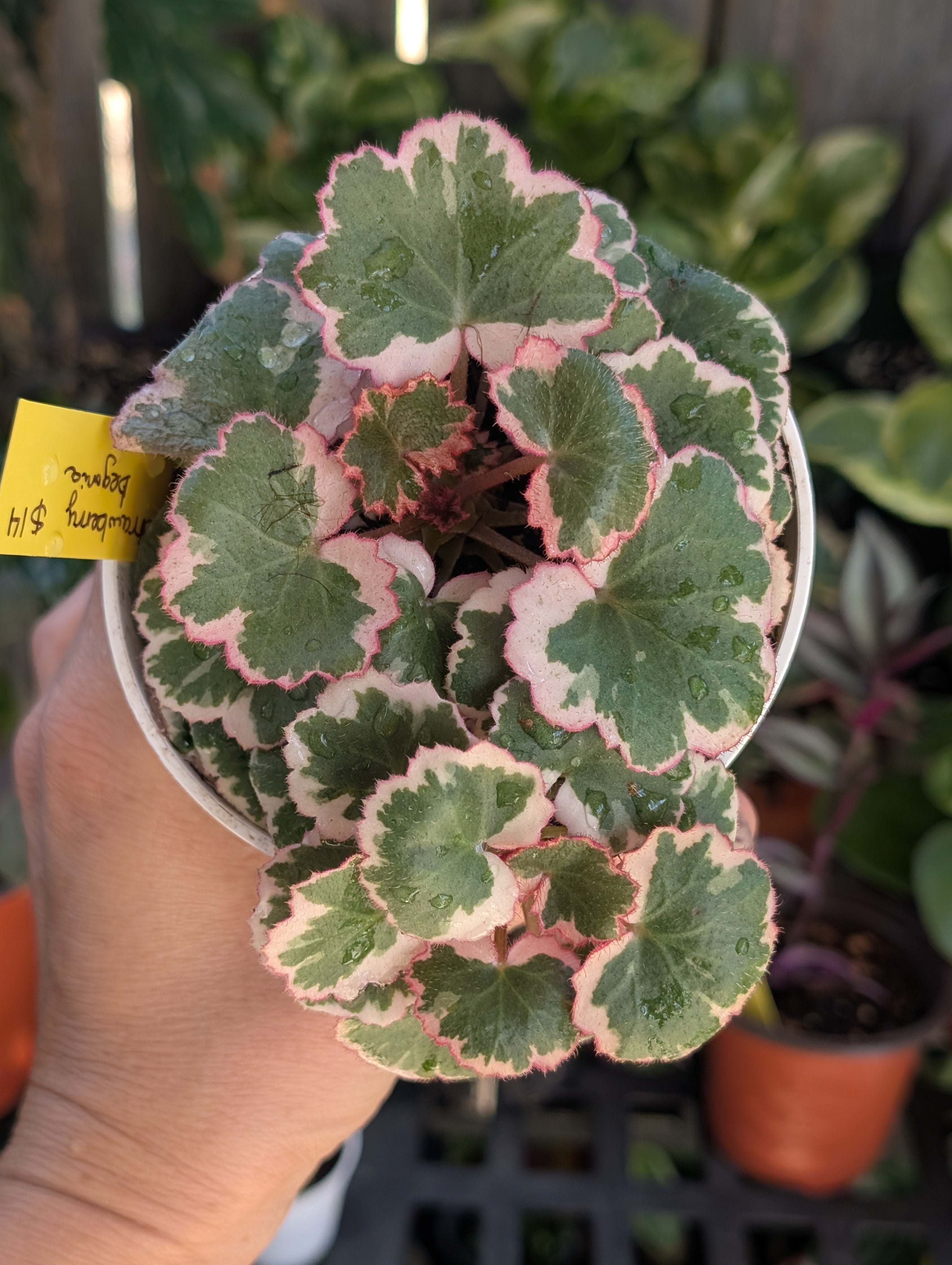 Saxifraga stolonifera variegata image 5