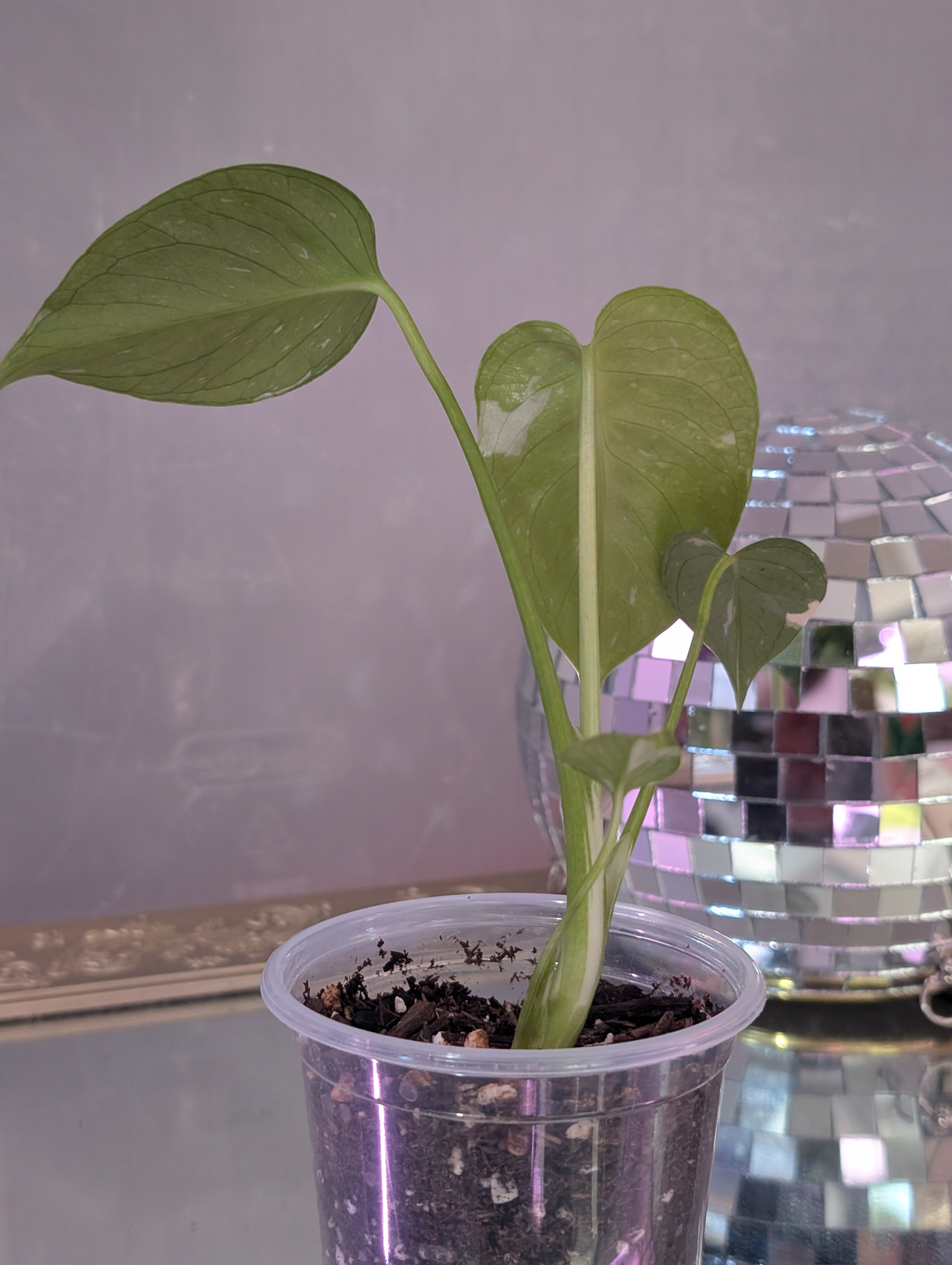 Monstera deliciosa 'Thai Constellation' image 4