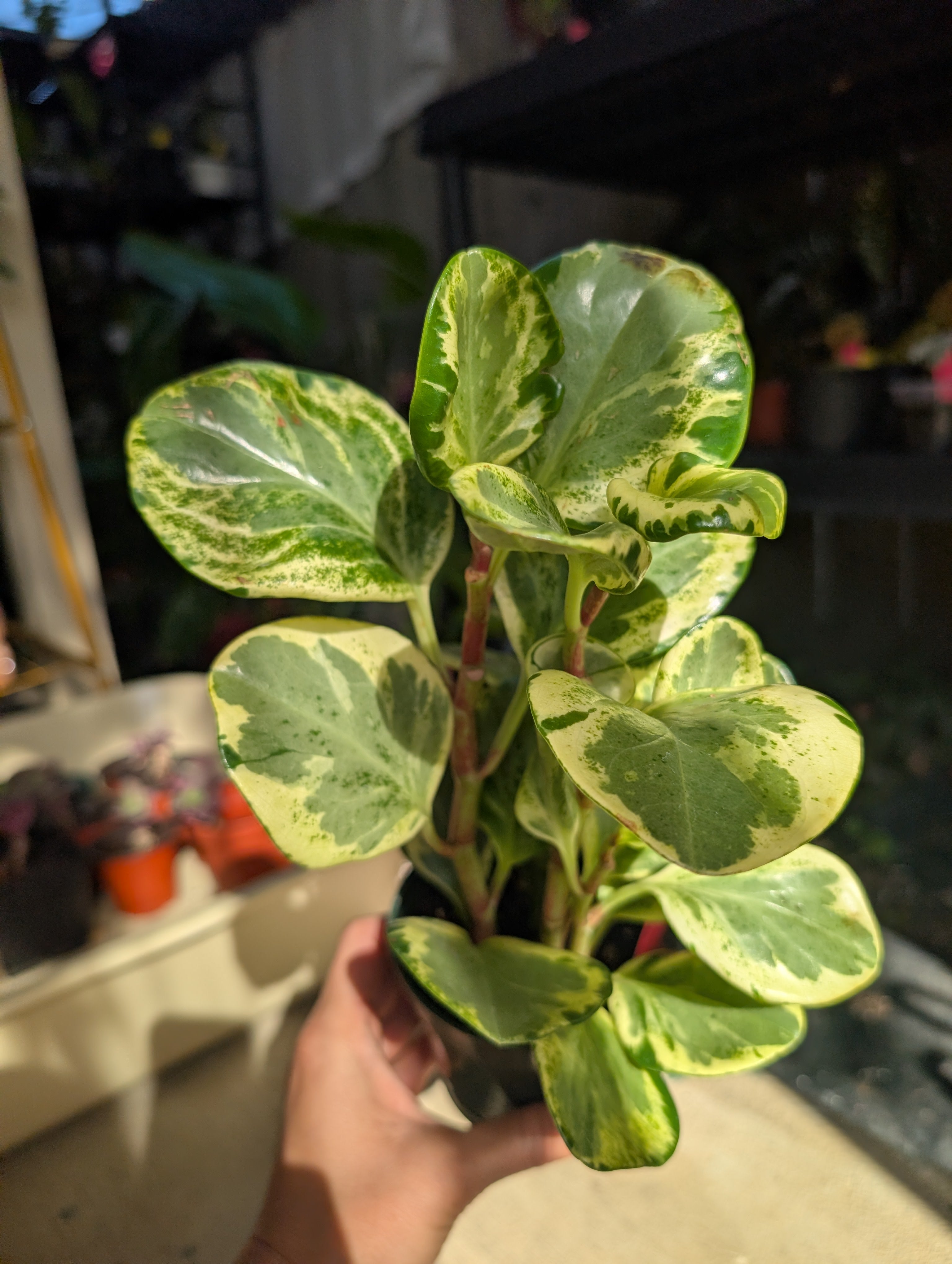 Peperomia 'golden gate' image 5
