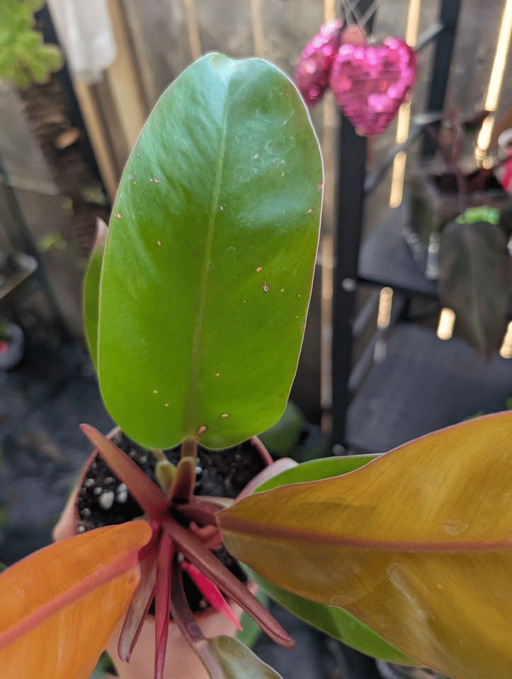 Philodendron Prince of Orange 🧡 image 1