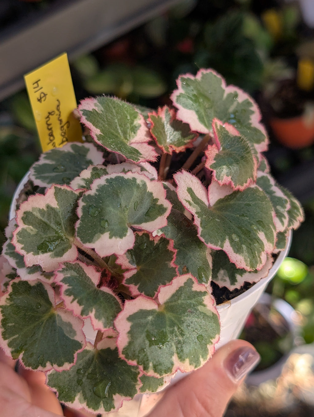 Saxifraga stolonifera variegata image 8