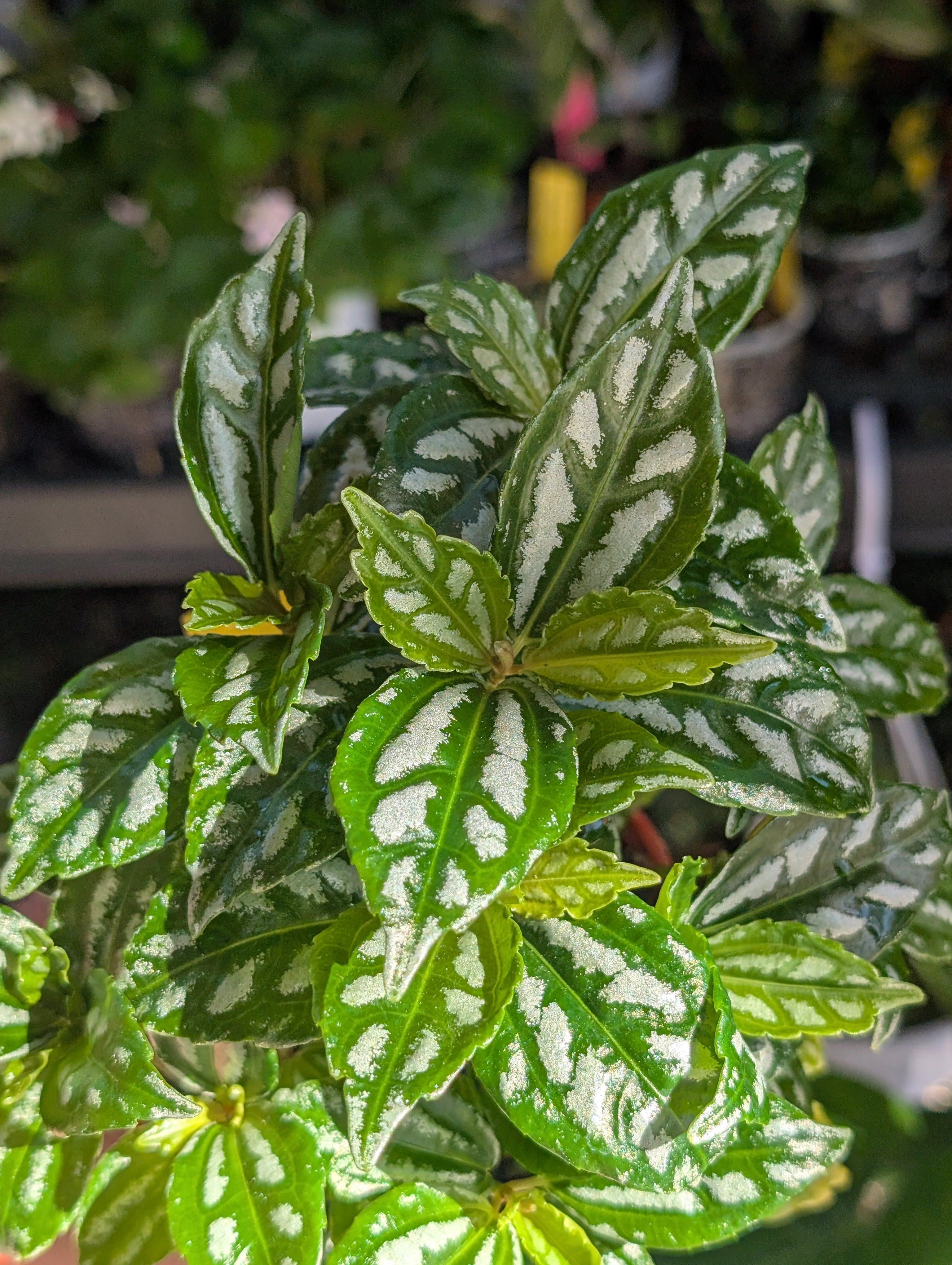 Pilea aluminum 'norfolk' image 9