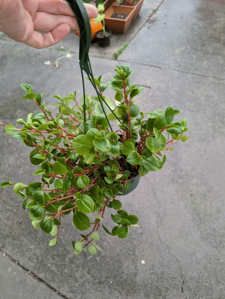 Peperomia Cubensis Plant in 6" Hanging Pot image 1