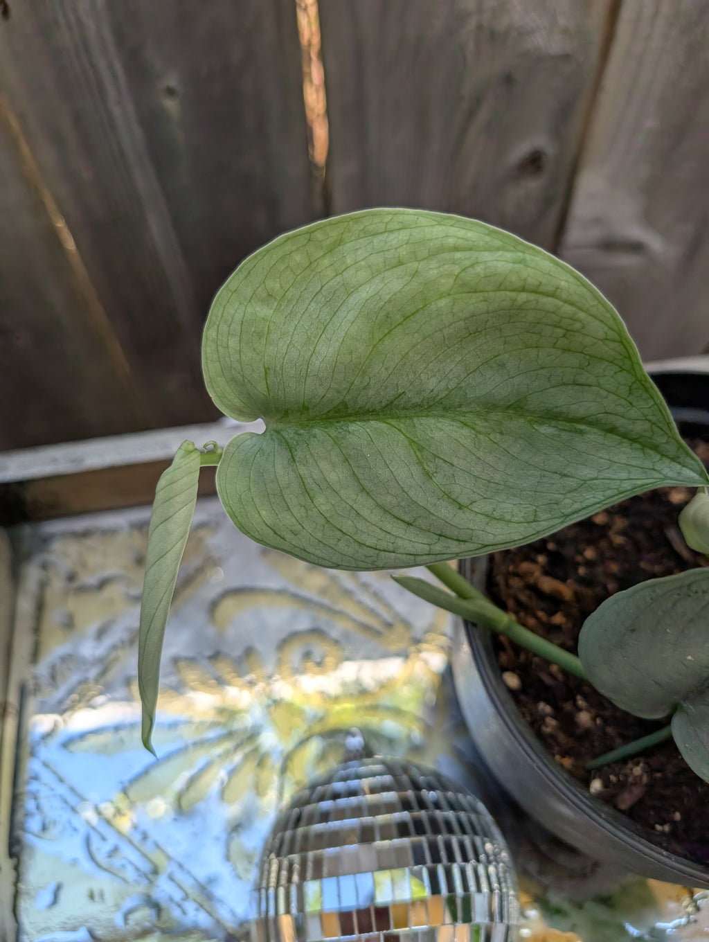 Scindapsus platinum java - Exact Plant image 4