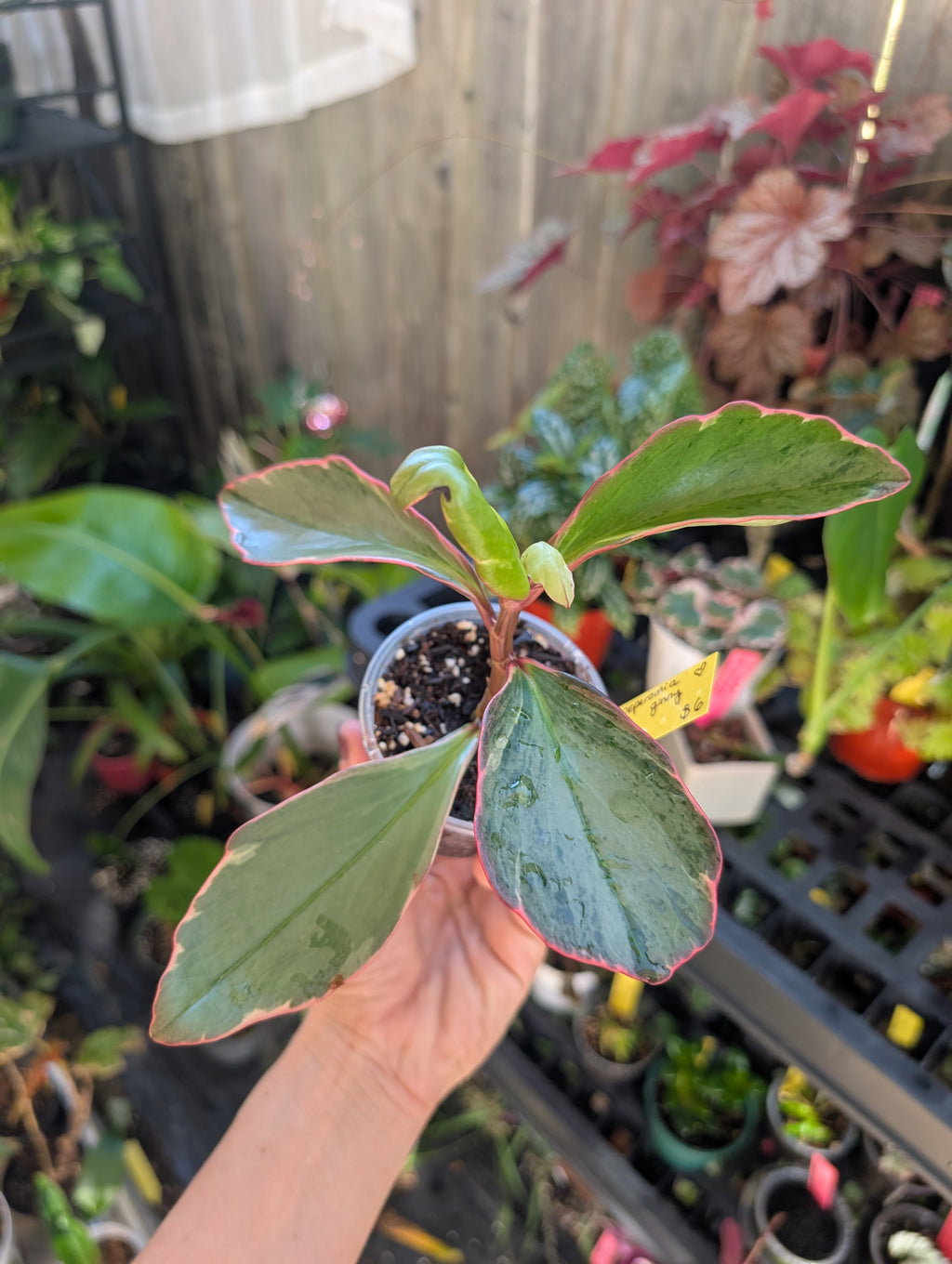 Peperomia ginny 'pink white and green' image 8