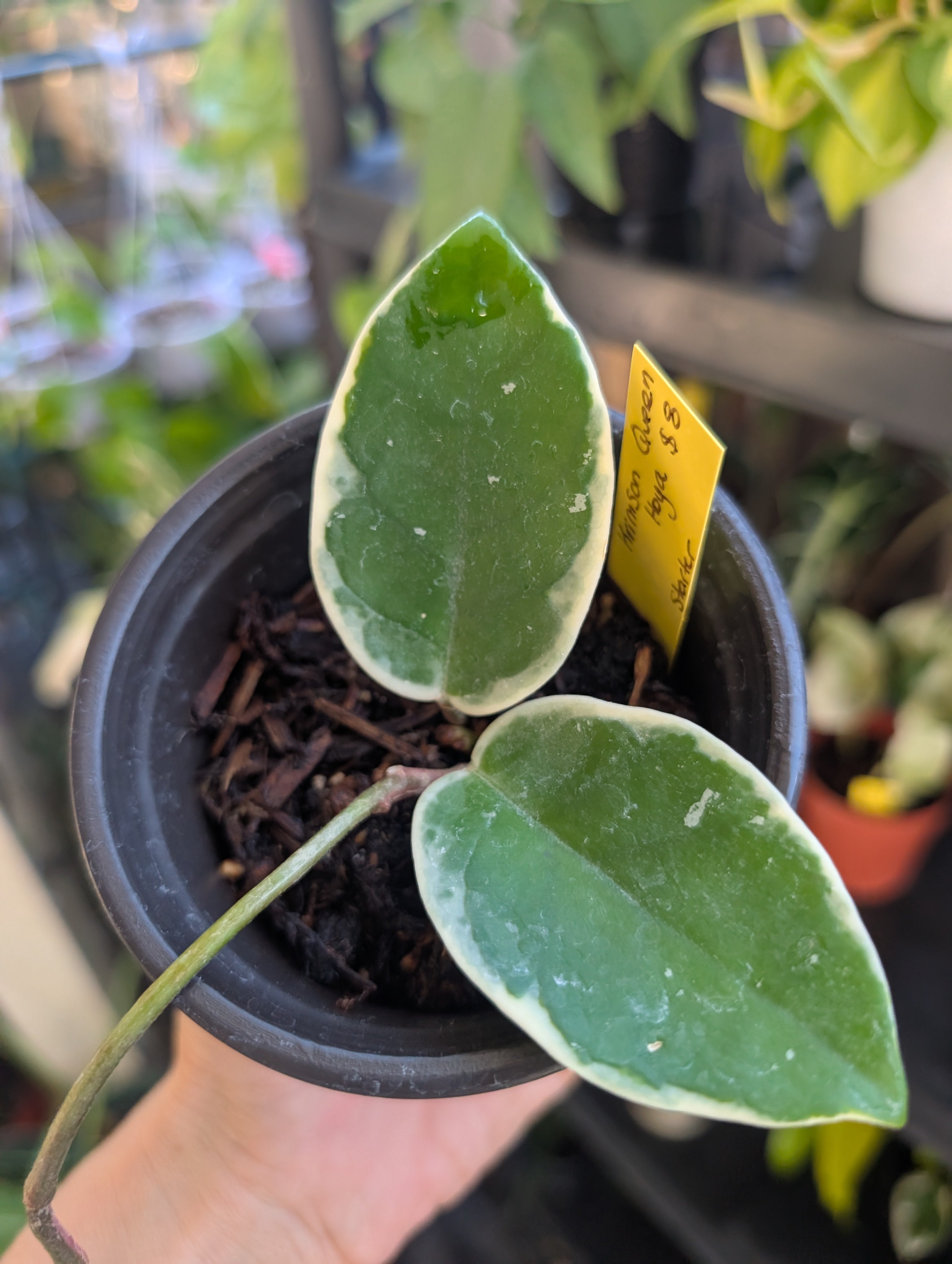 Hoya carnosa 'krimson queen' variegated image 1