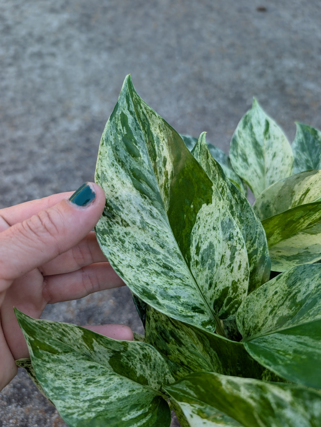 Epipremnum aureum 'marble queen' image 7