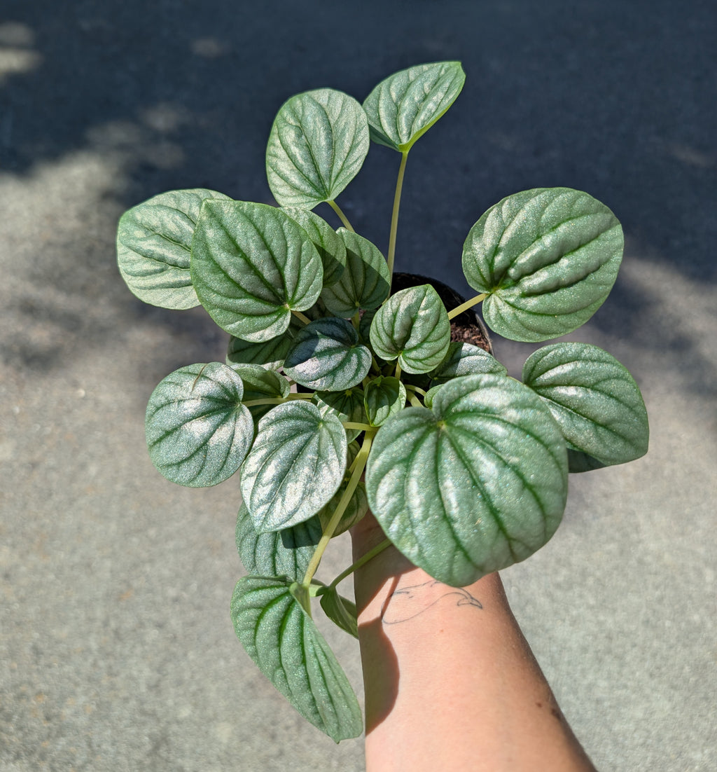 Peperomia caperata 'frost' image 1