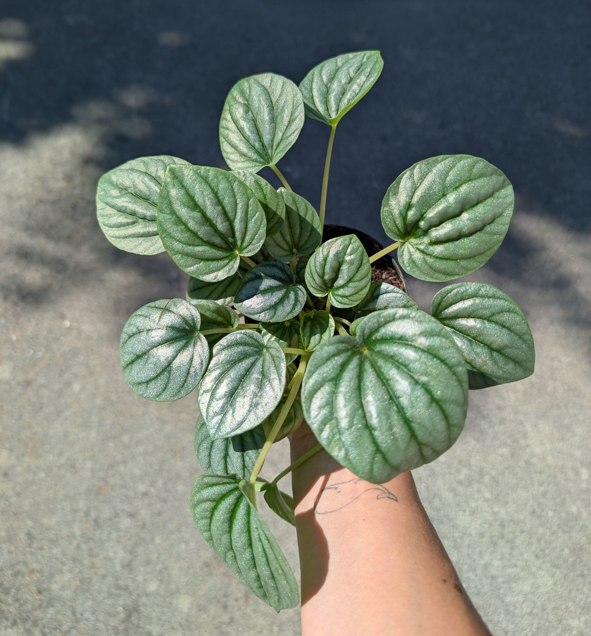 Peperomia caperata 'frost' image 1