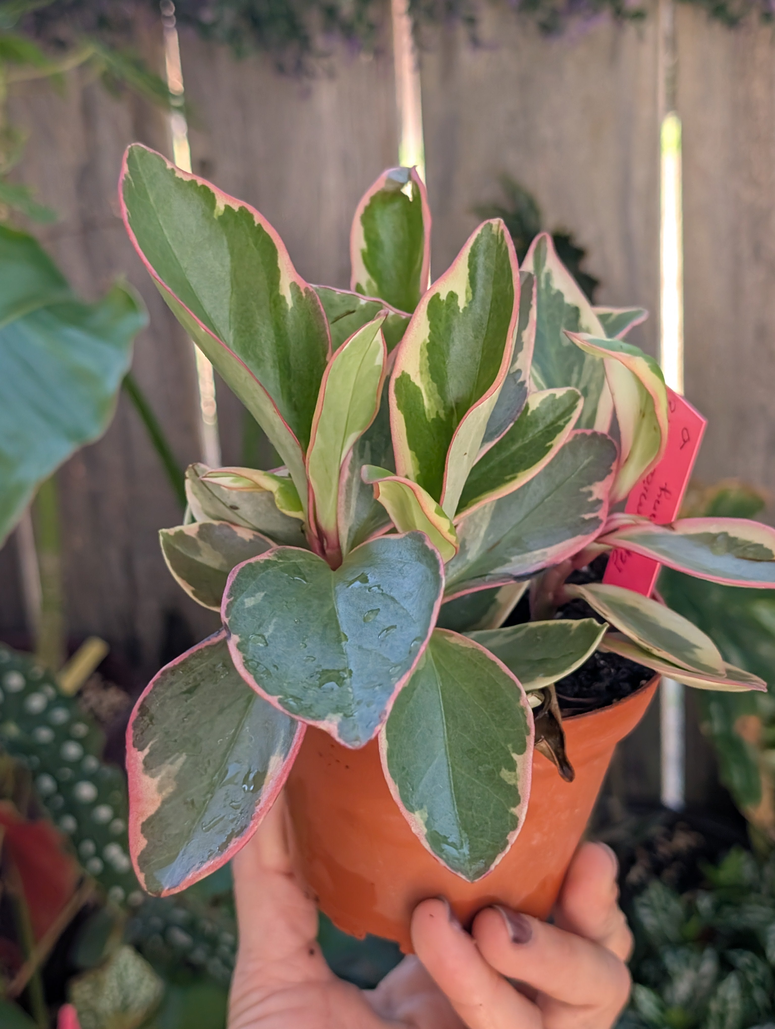 Peperomia ginny 'pink white and green' image 2